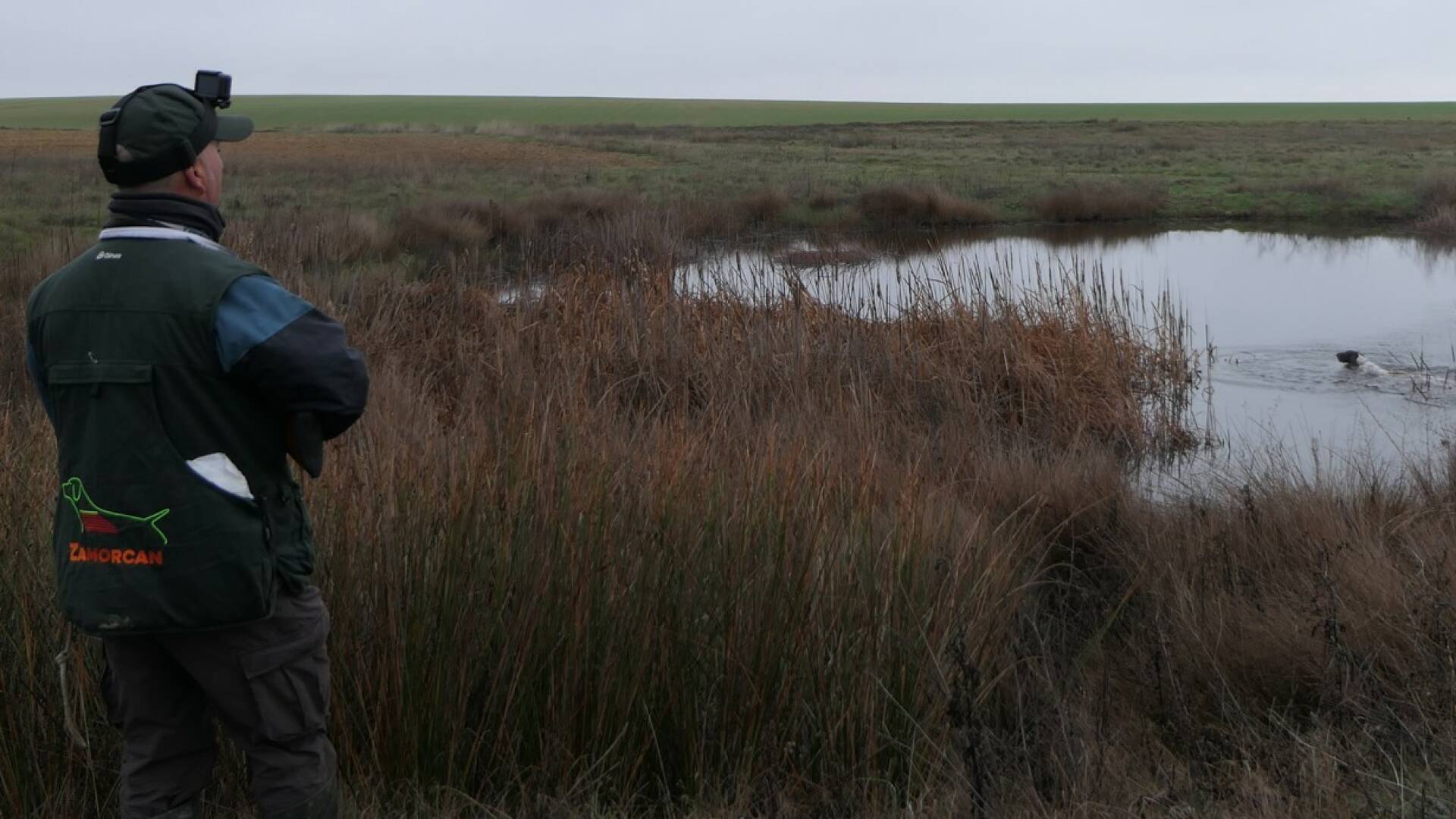 De patos por Tierra de campos