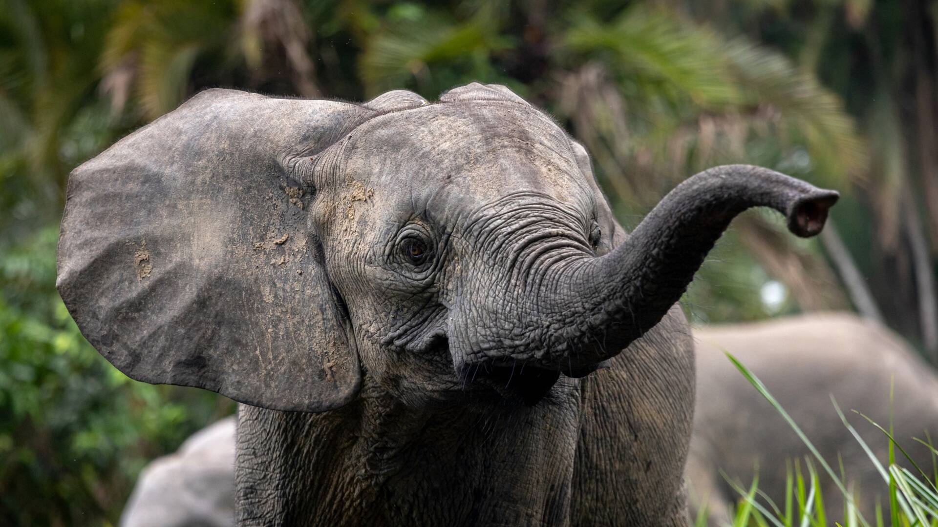 Los secretos de los elefantes: Asia