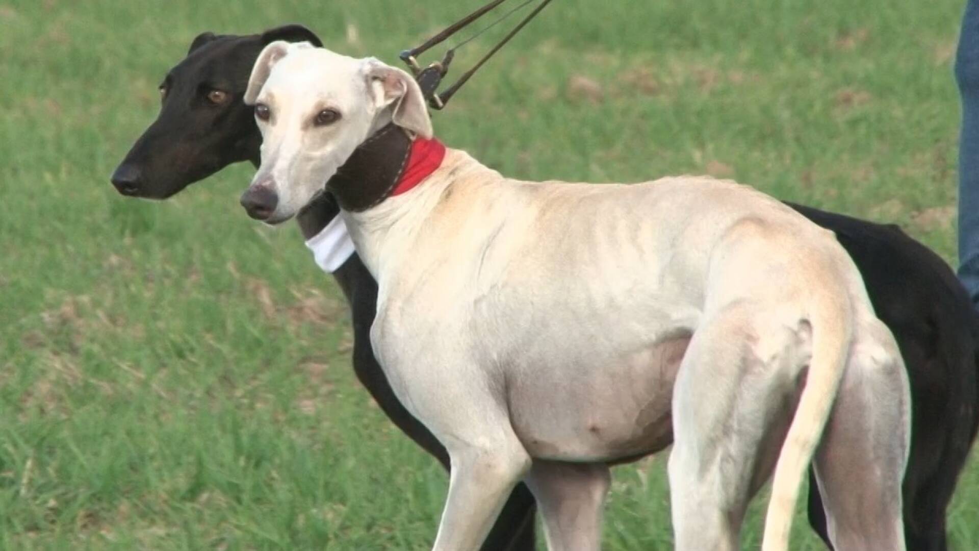 Don Bonifacio y los galgos