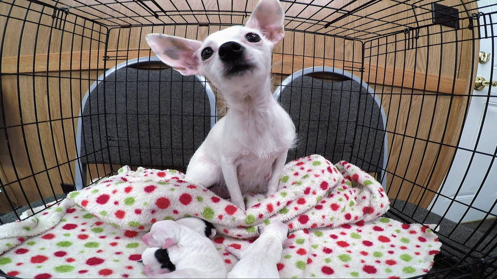 El increíble doctor Pol 