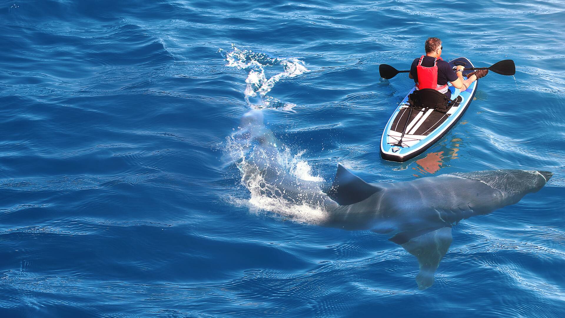 Cuando los tiburones atacan