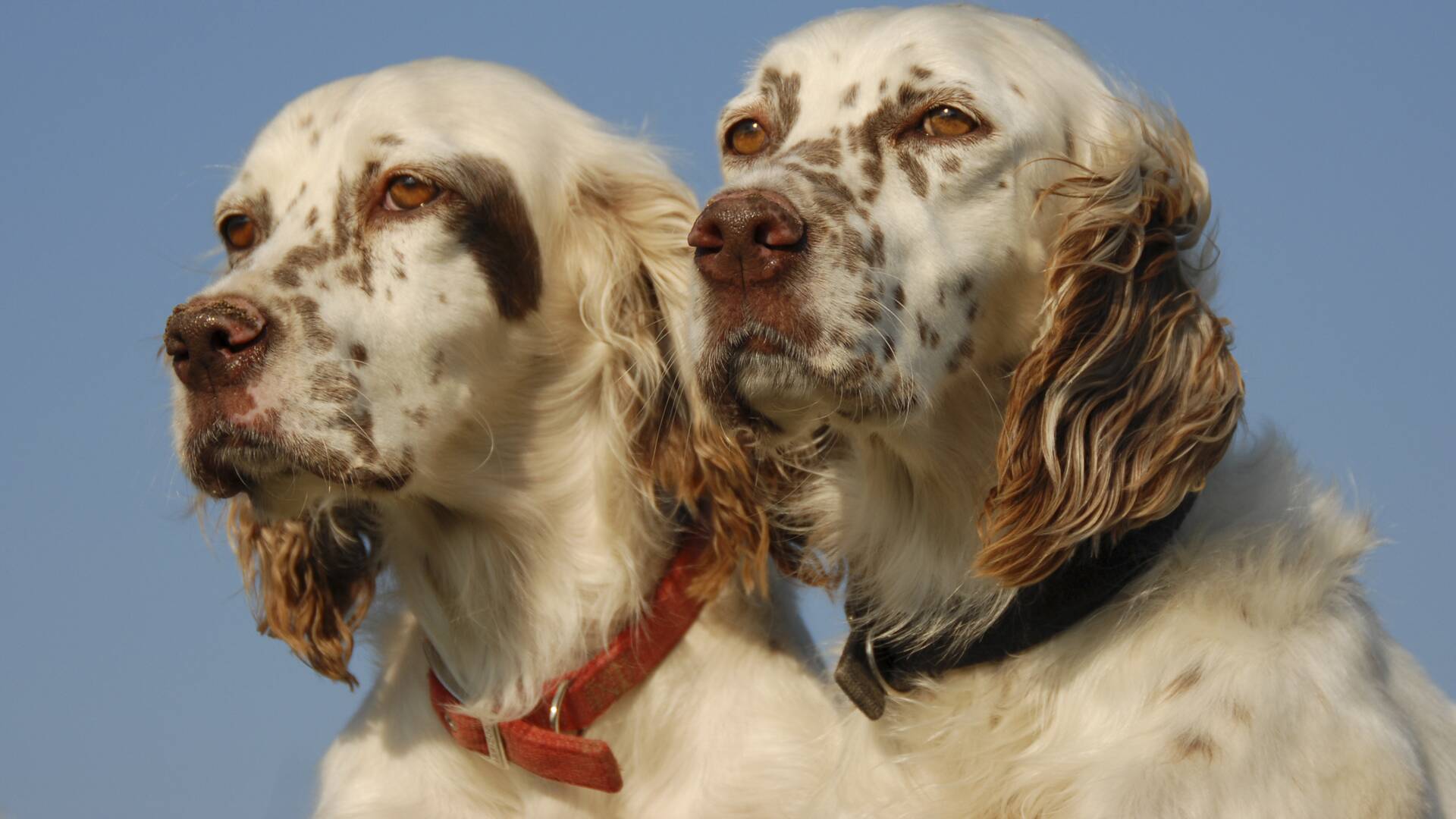 Perros de caza (T1): Braco alemán