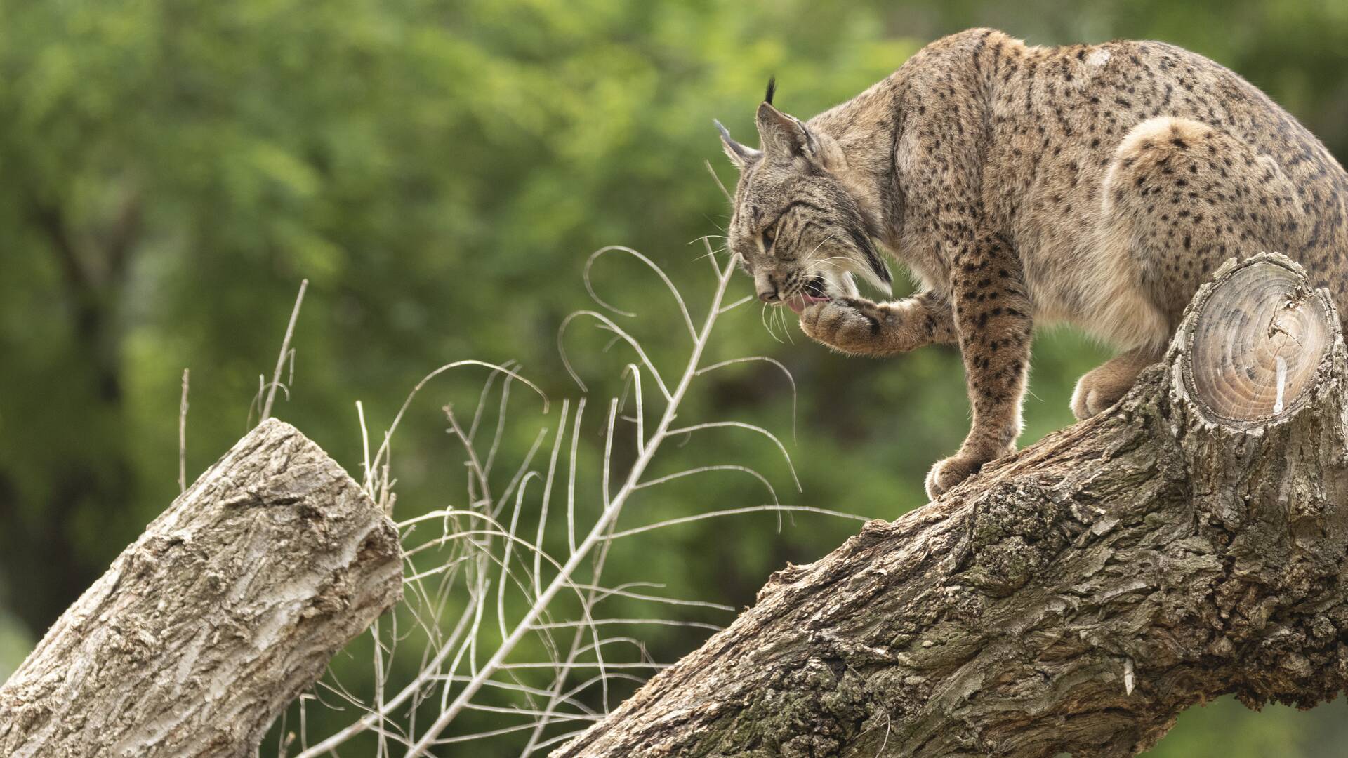 De viaje: el amanecer del Lince ibérico