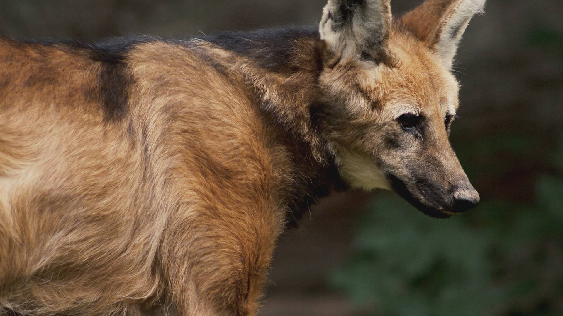 Perros salvajes: Especies singulares