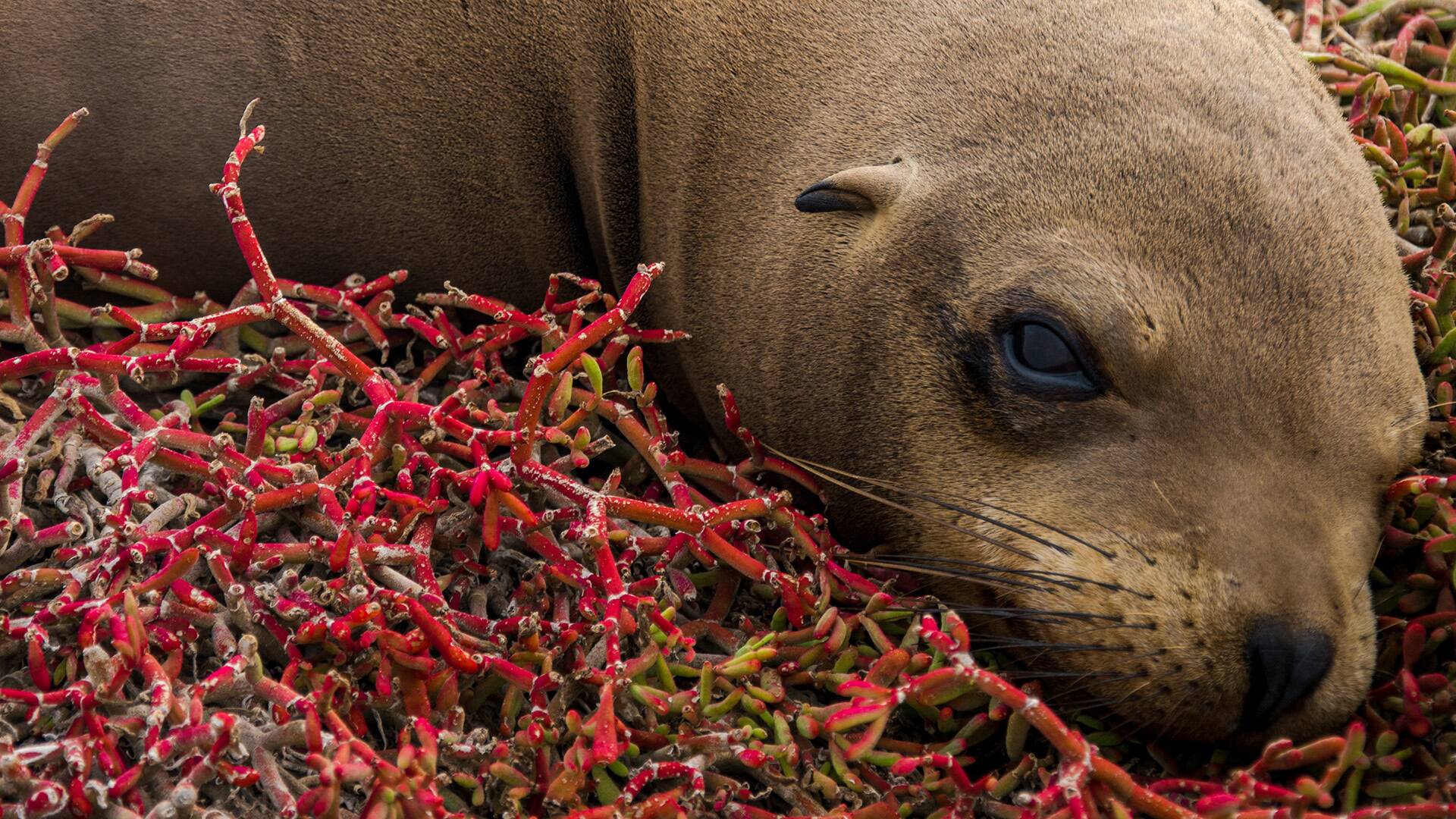 Galápagos: esperanza...: Paraíso escondido