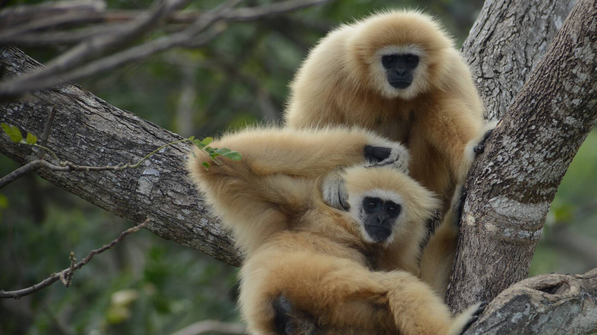 Monos: una gran familia: Asia