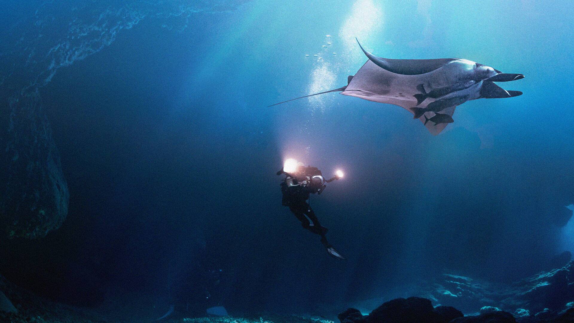 La magia de los océanos