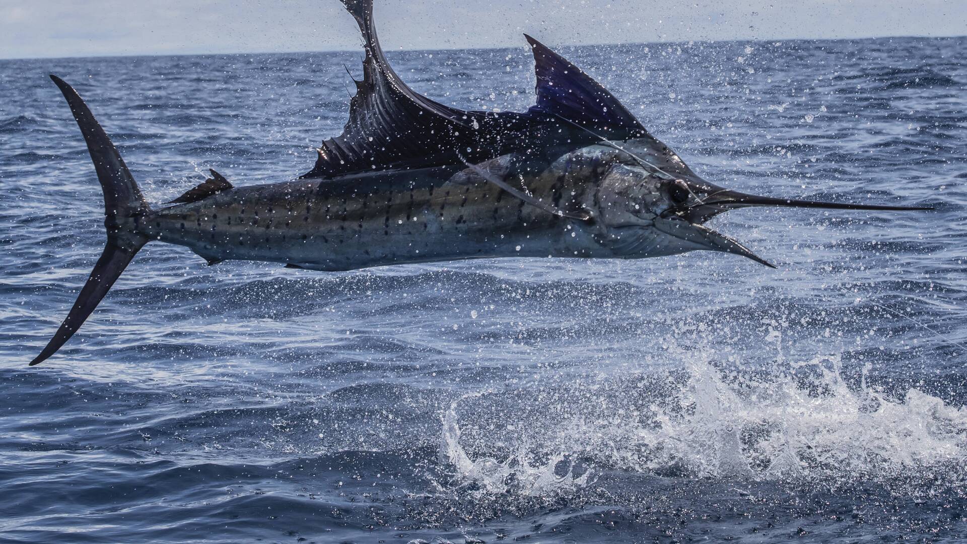 De viaje: El reto del Billfish