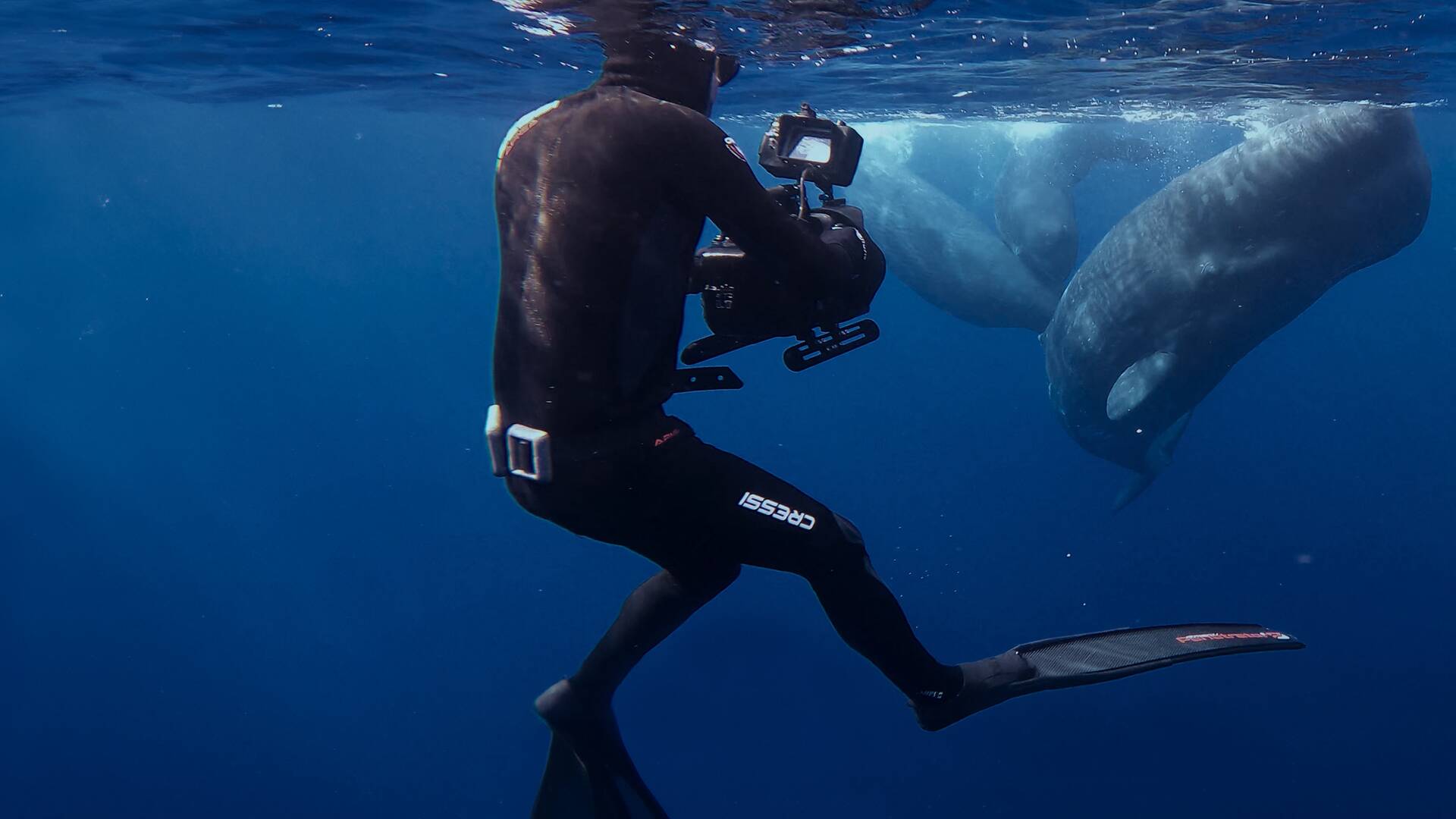 Cómo se hizo Ballenas...: Cómo se hizo Viajeras