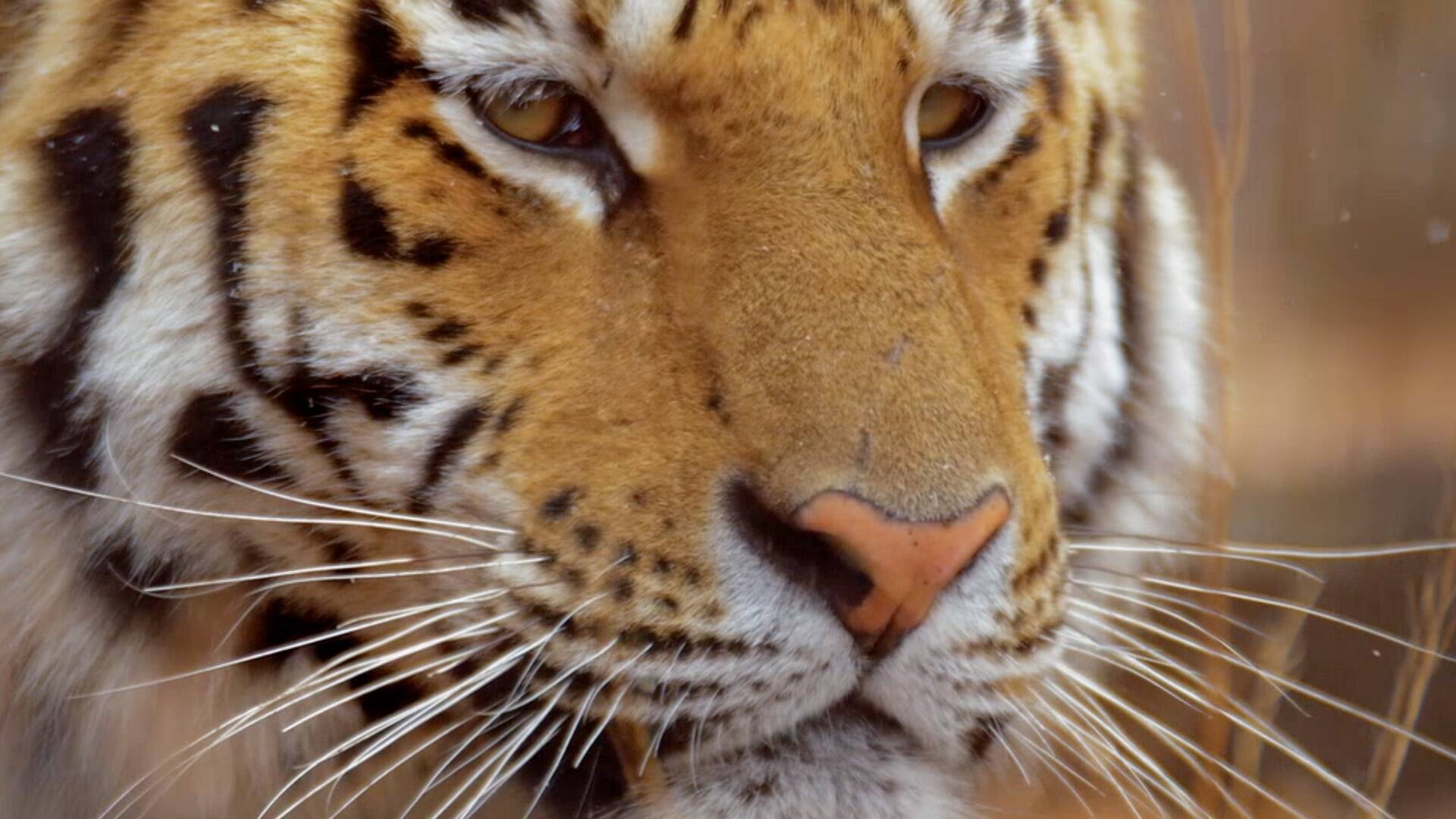 El reino secreto del tigre de Amur