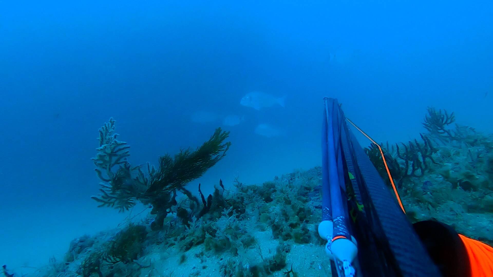 Pesca profunda de invierno en Conil