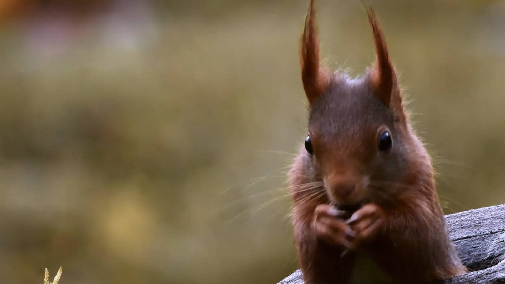 Superardilla: la dueña del bosque