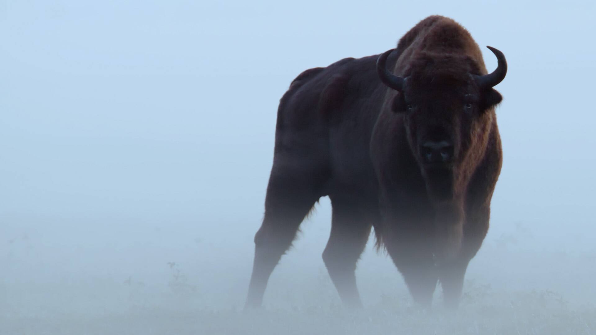 La odisea del bisonte europeo