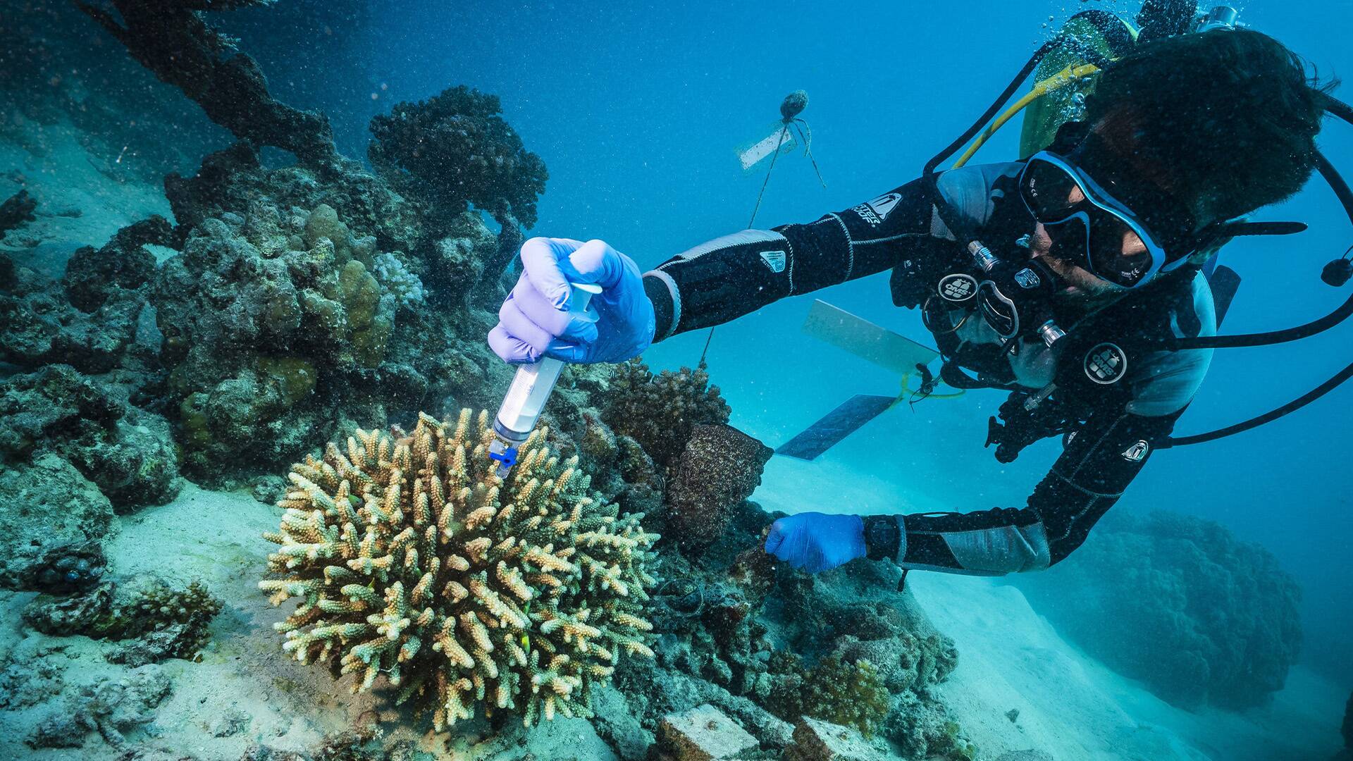 Archipiélago de Chagos