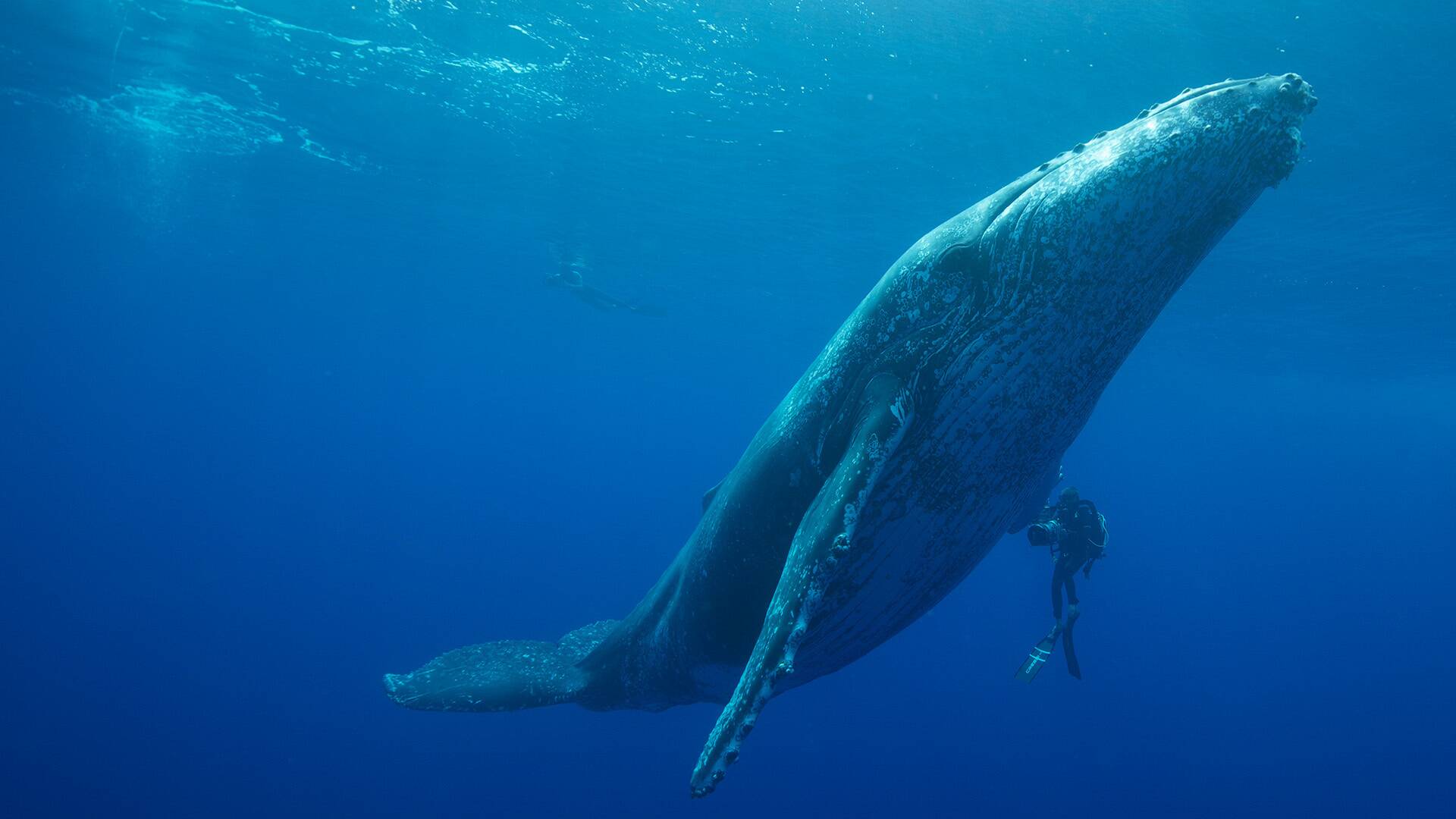 Ballenas/ tortugas y hombres