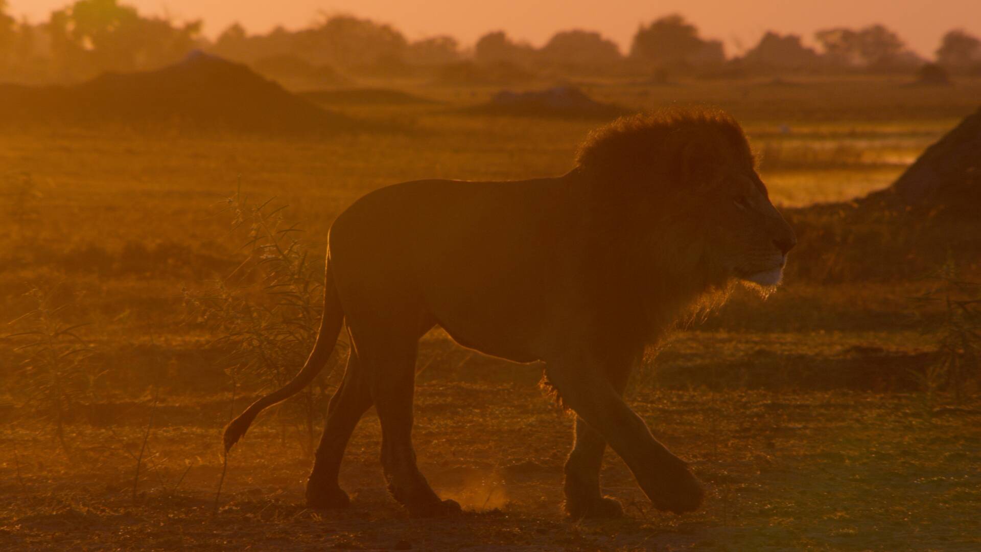 Grandes Felinos: El león guerrero