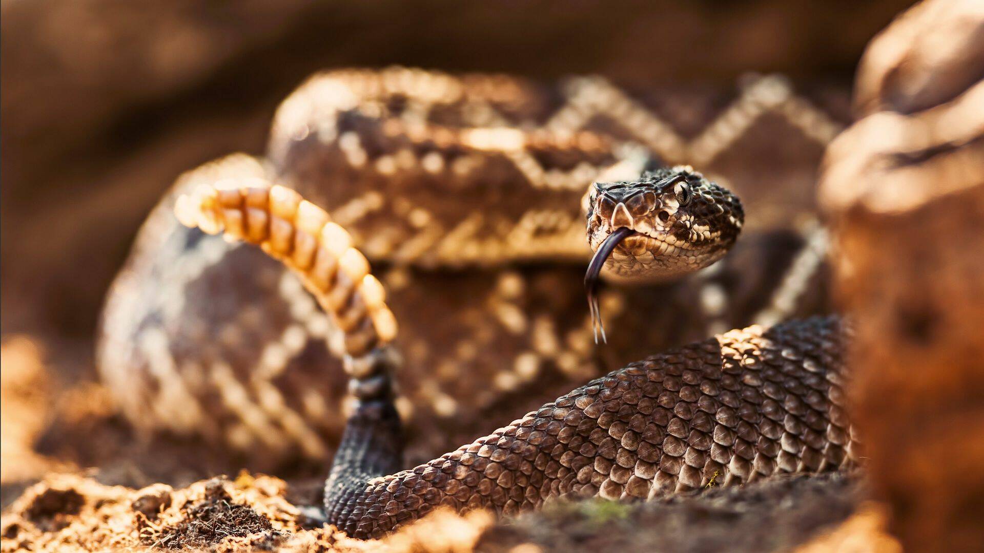 República Reptil,...: El veneno es más fuerte que la sangre