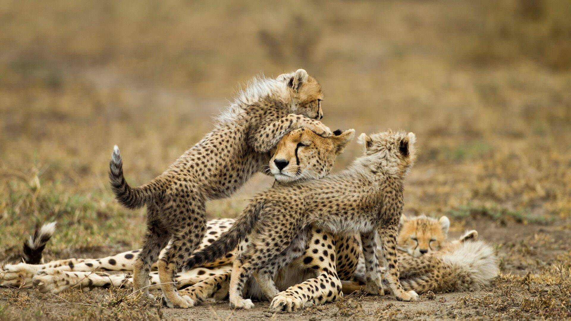 Grandes felinos