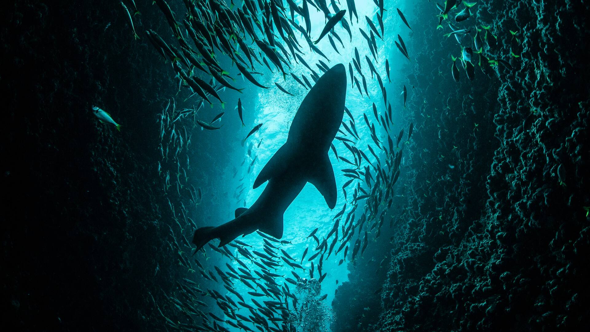 Sharkfest: Anthony Mackie: la playa de los tiburones