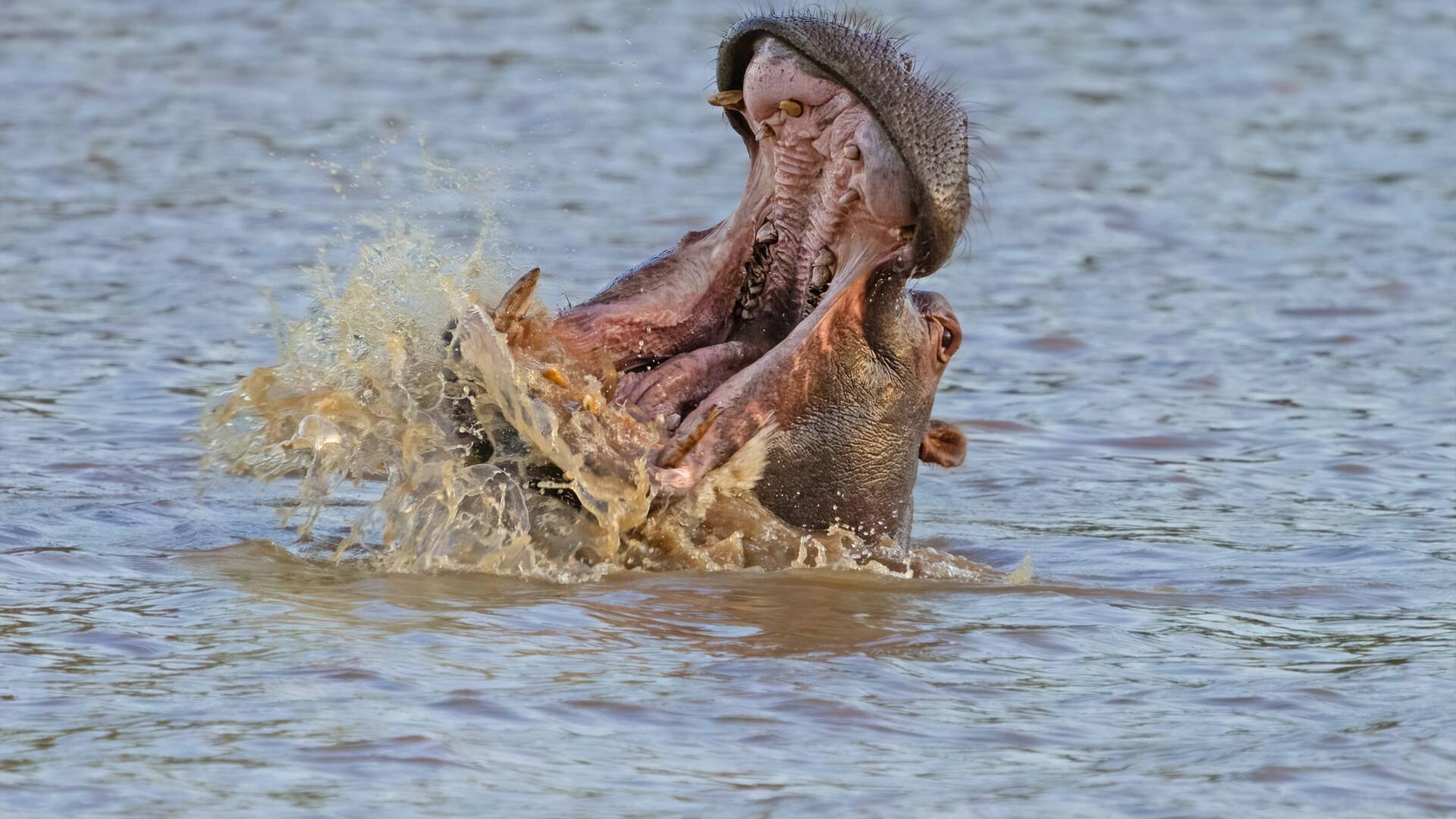 Hipopótamos y...: Hipopótamos con Steve Backshall II