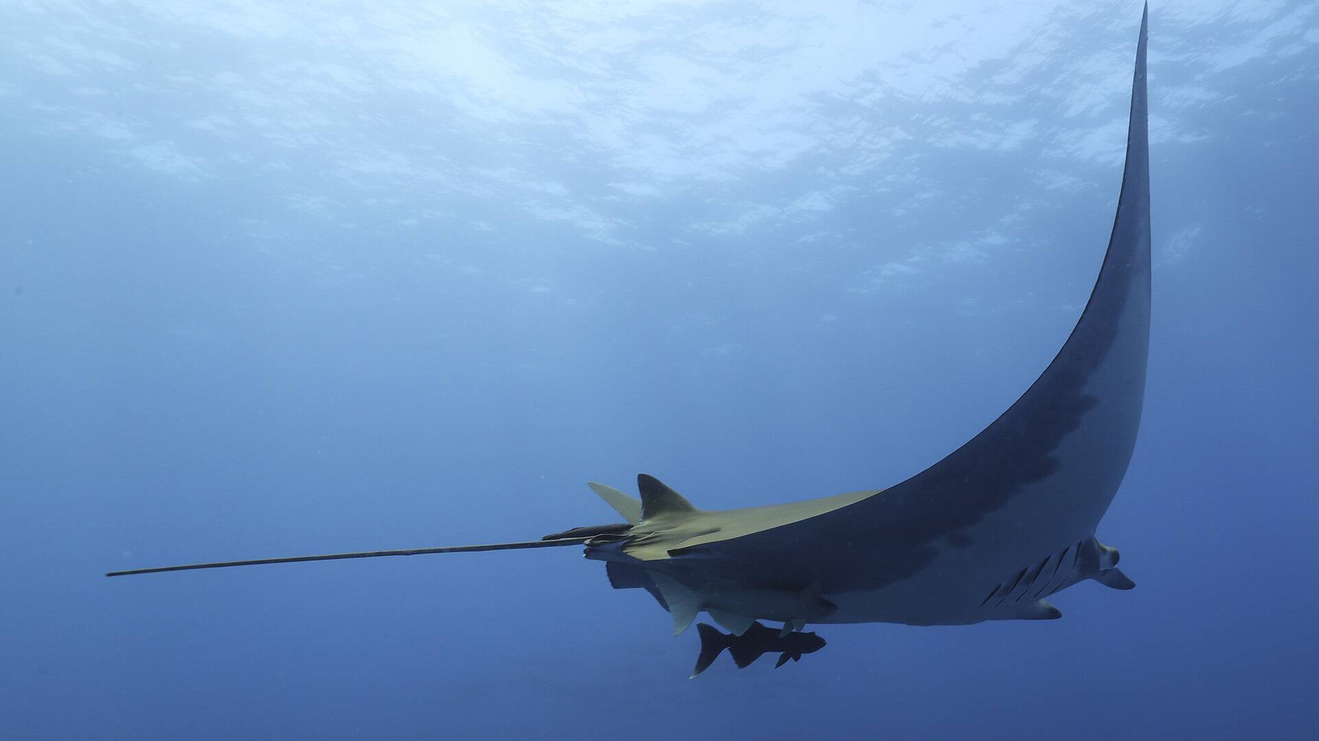 Mantarrayas: criaturas de otro planeta