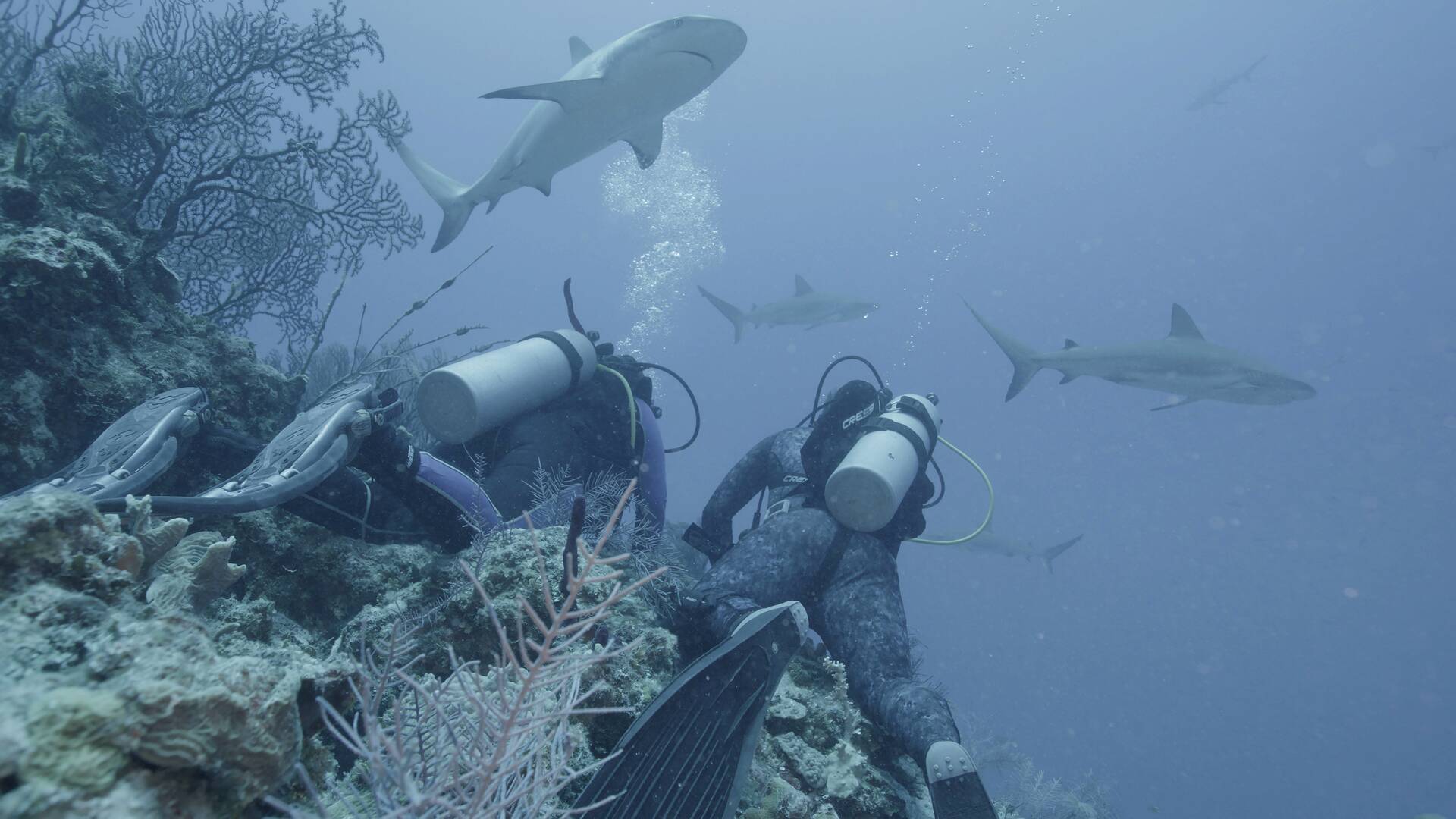 El tiburón del Triángulo de las Bermudas