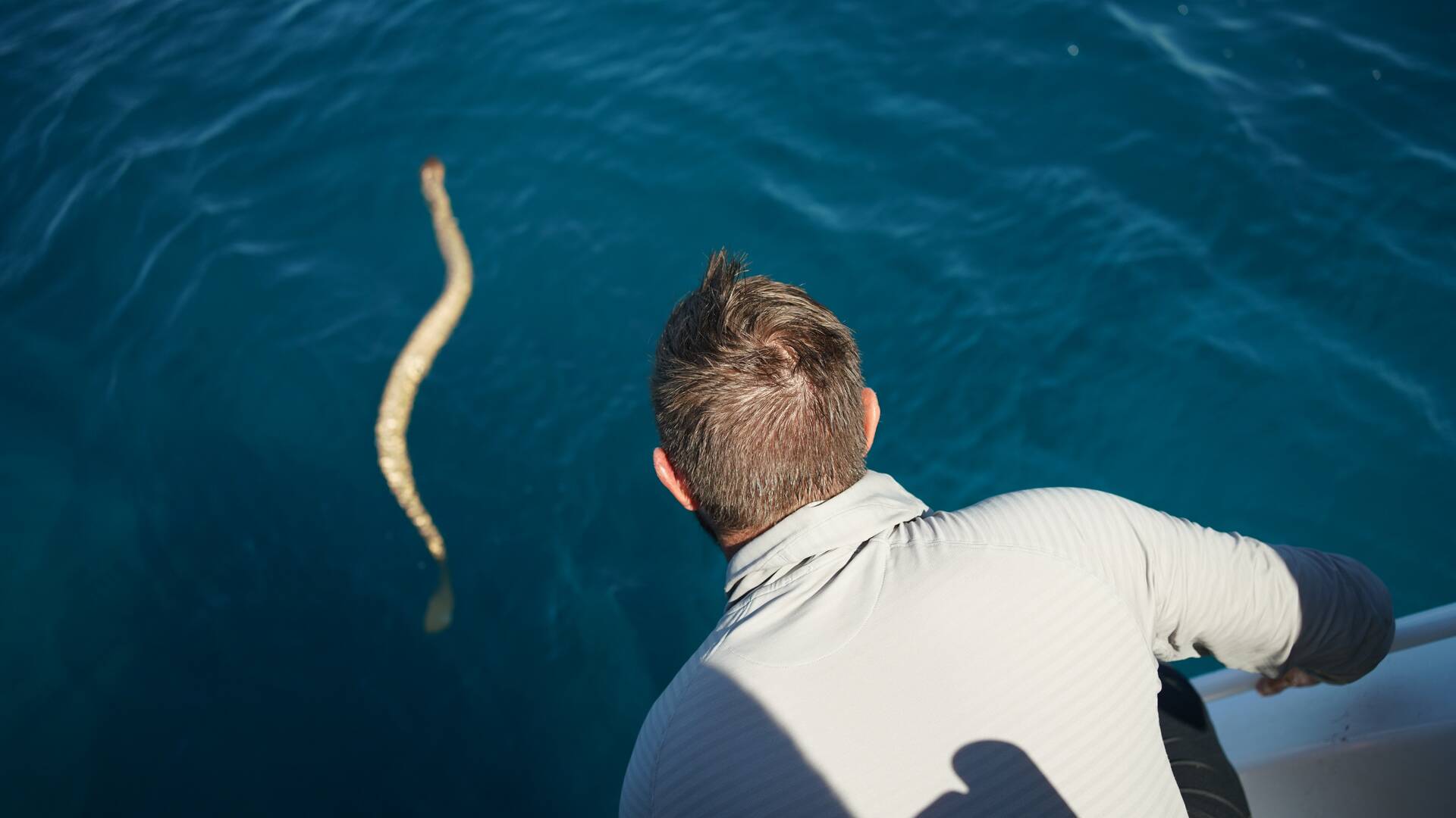 Tiburón vs. Serpiente