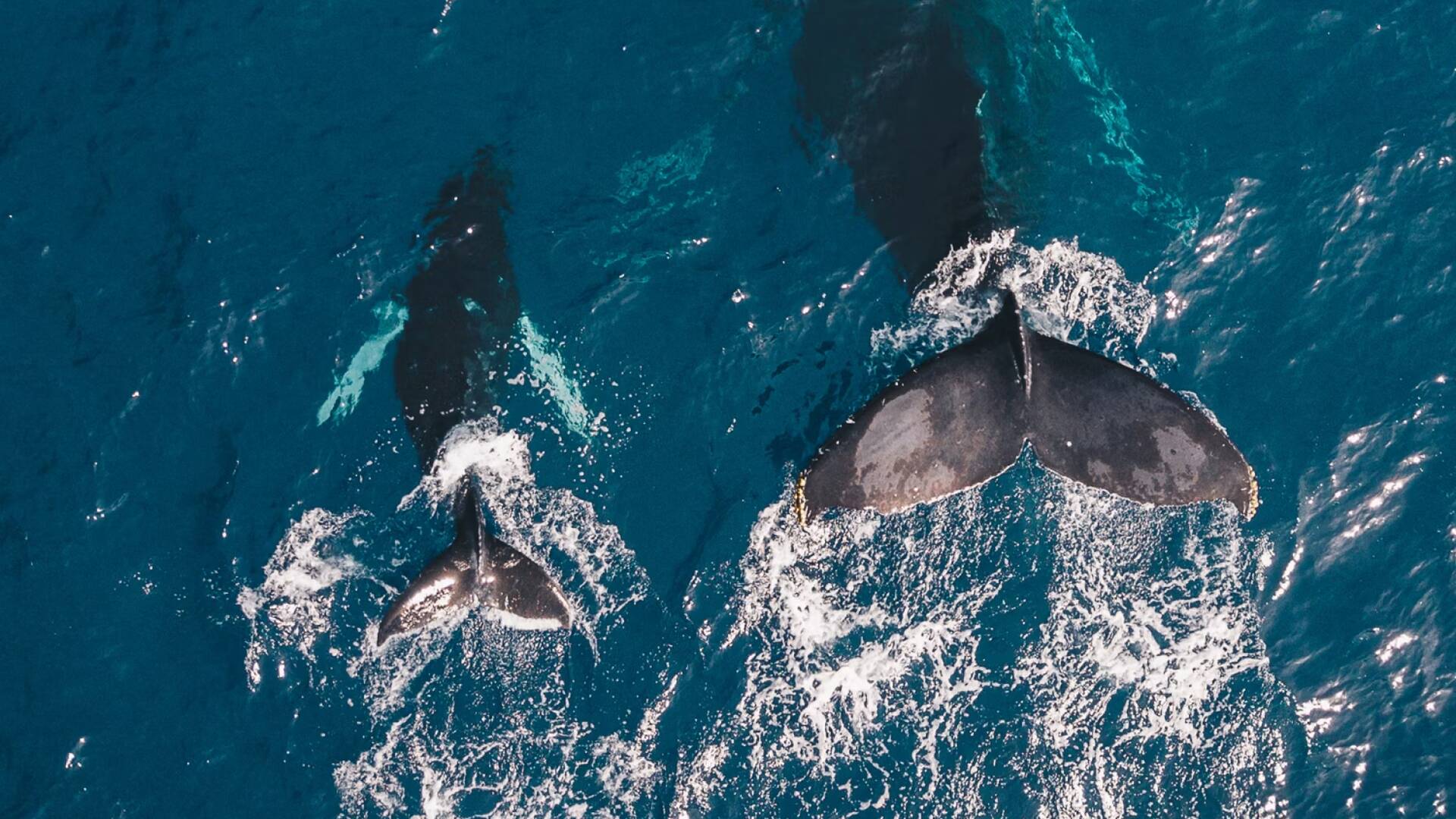 Ballenas: La costa de las ballenas