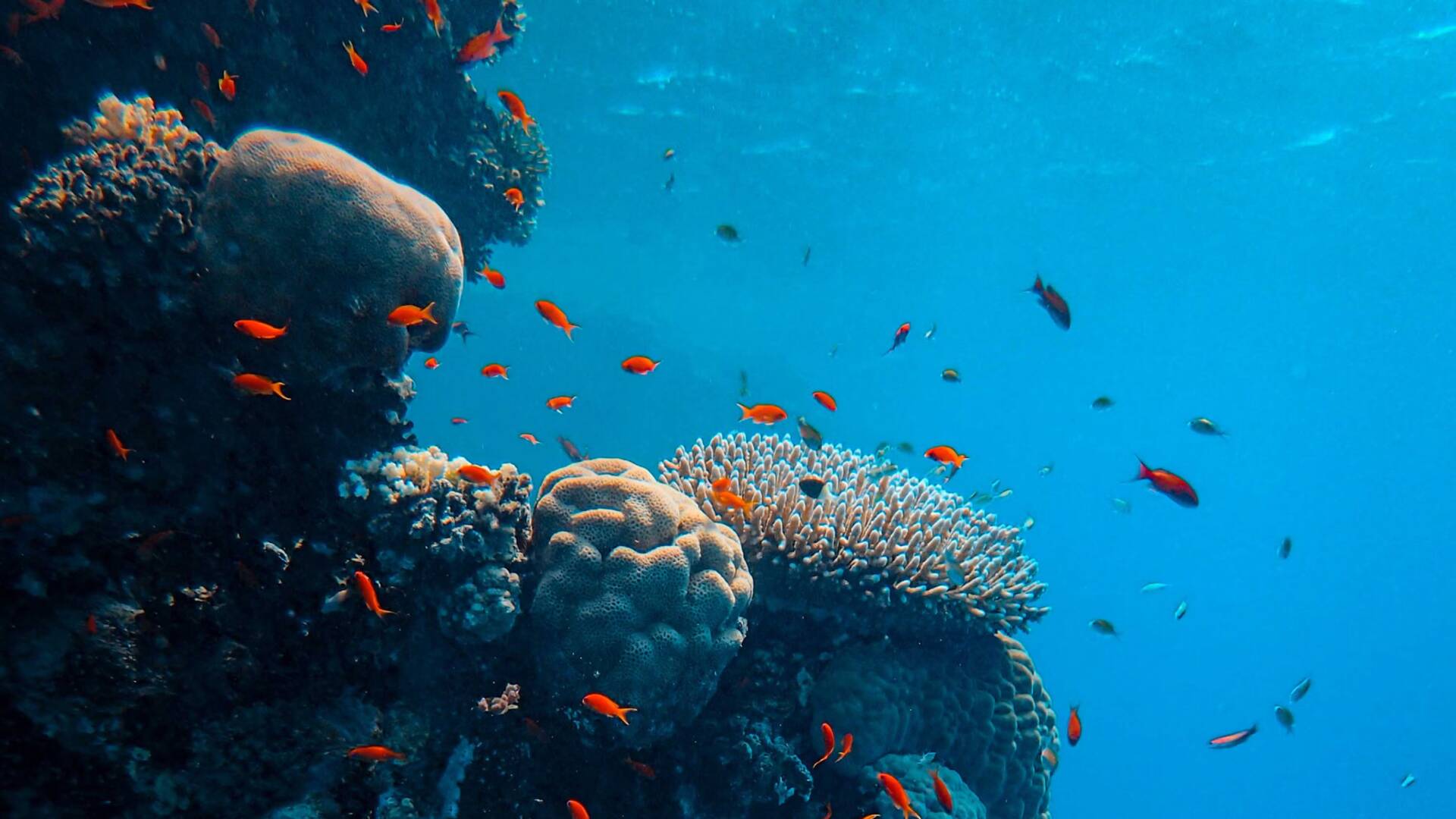 Océanos: La gran barrera de coral