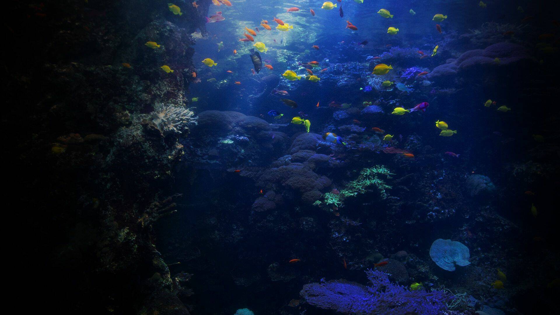 The Aquarium,... (T2): Super Bowl en el coral