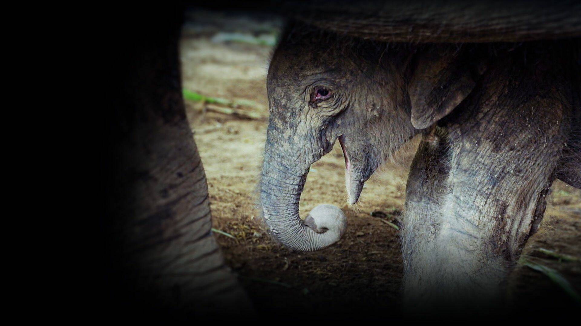 El nacimiento de un elefante