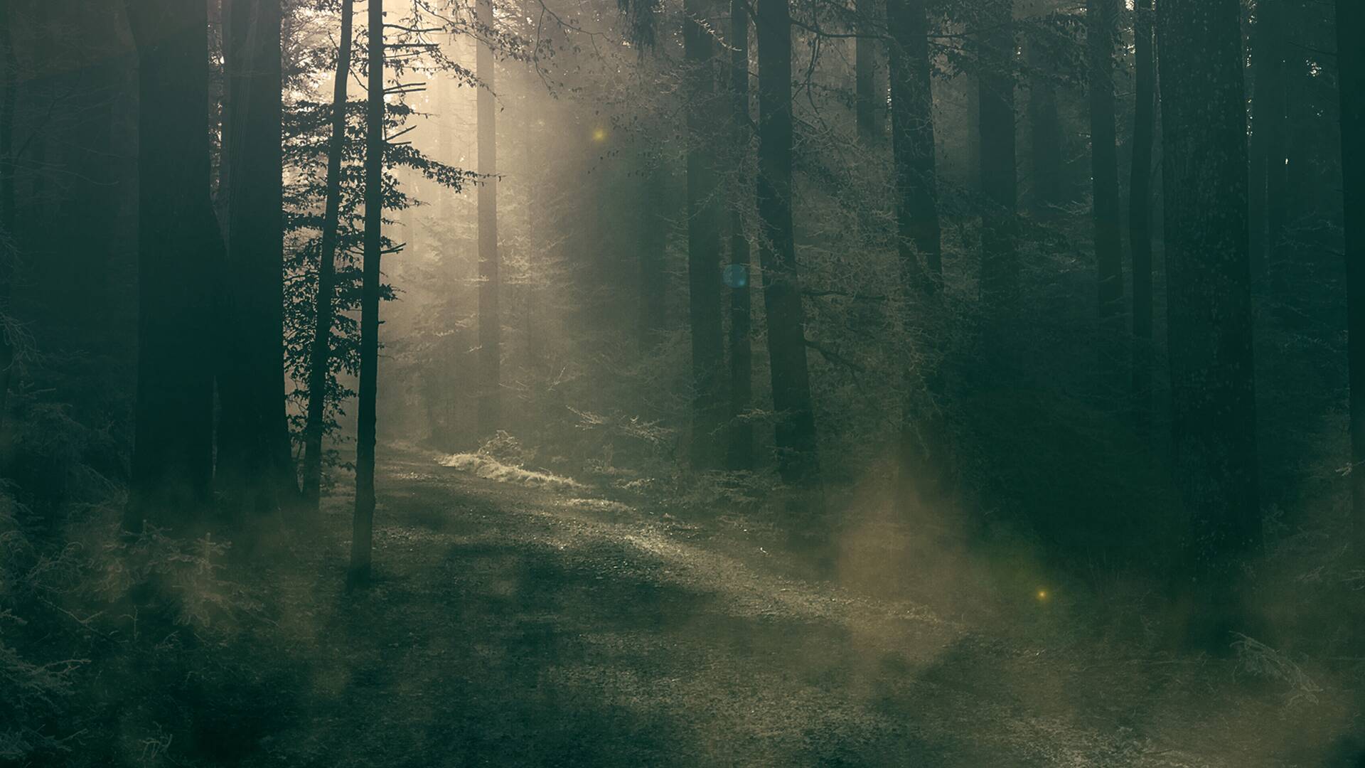 Este bosque está embrujado