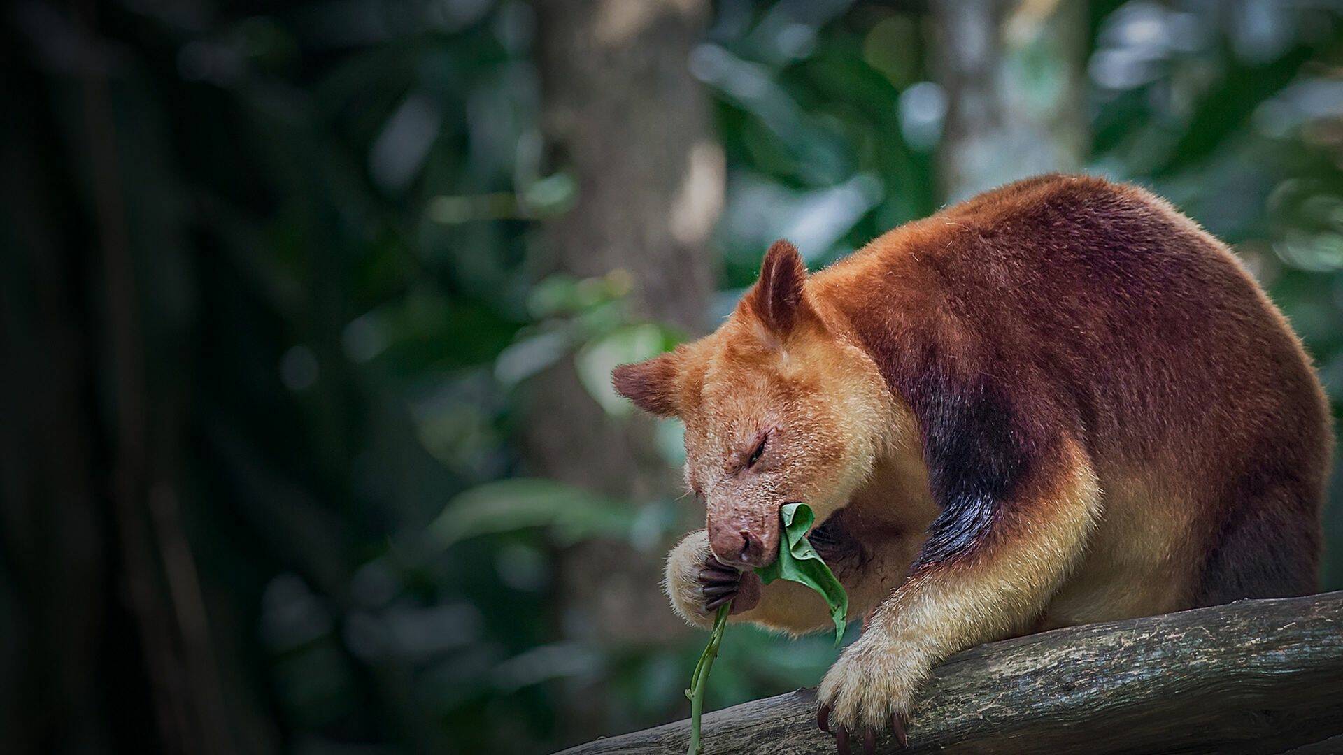 El zoo del Bronx,... (T5): Canguros en los árboles