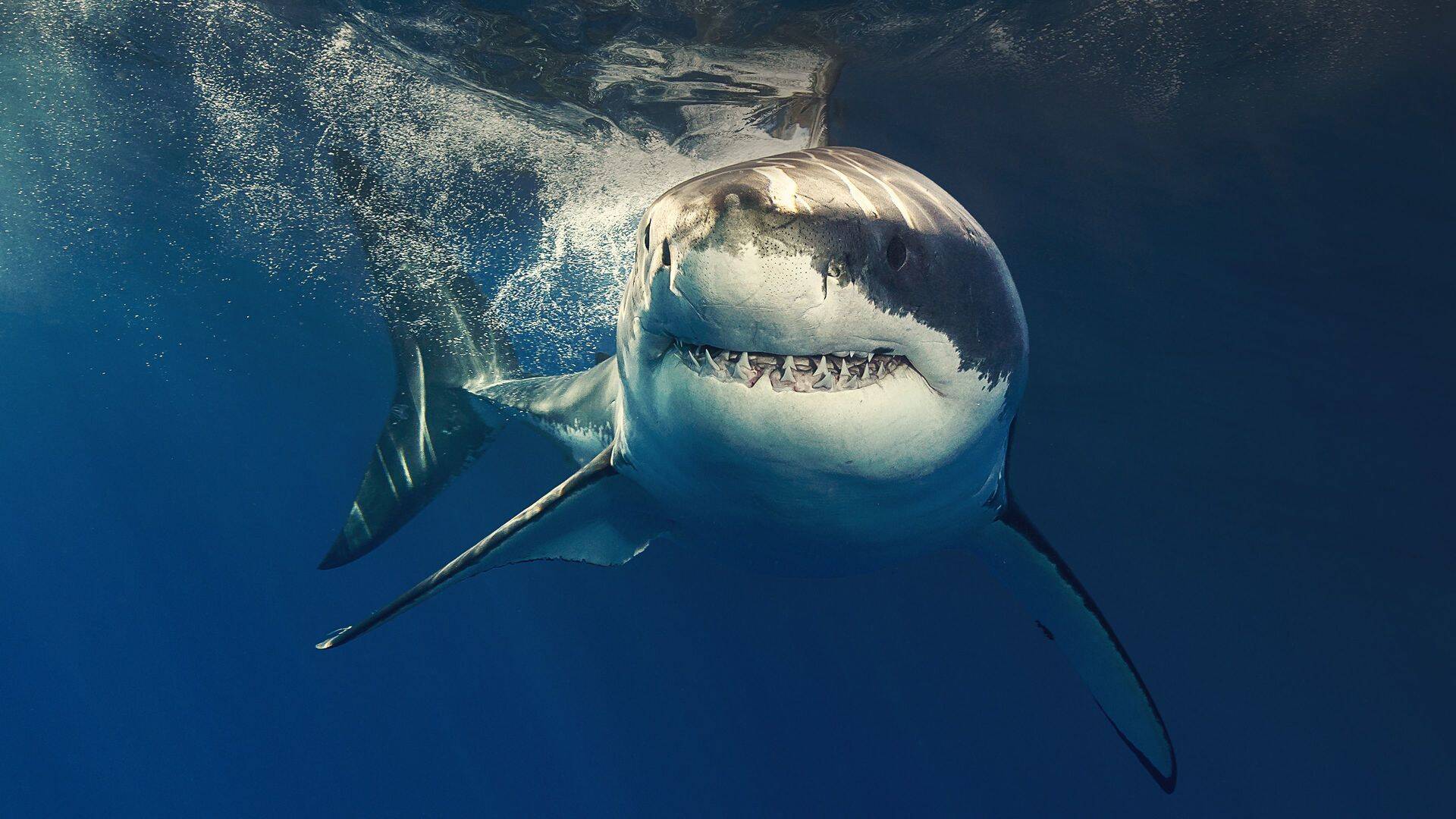 Escuela de tiburones con Michael Phelps