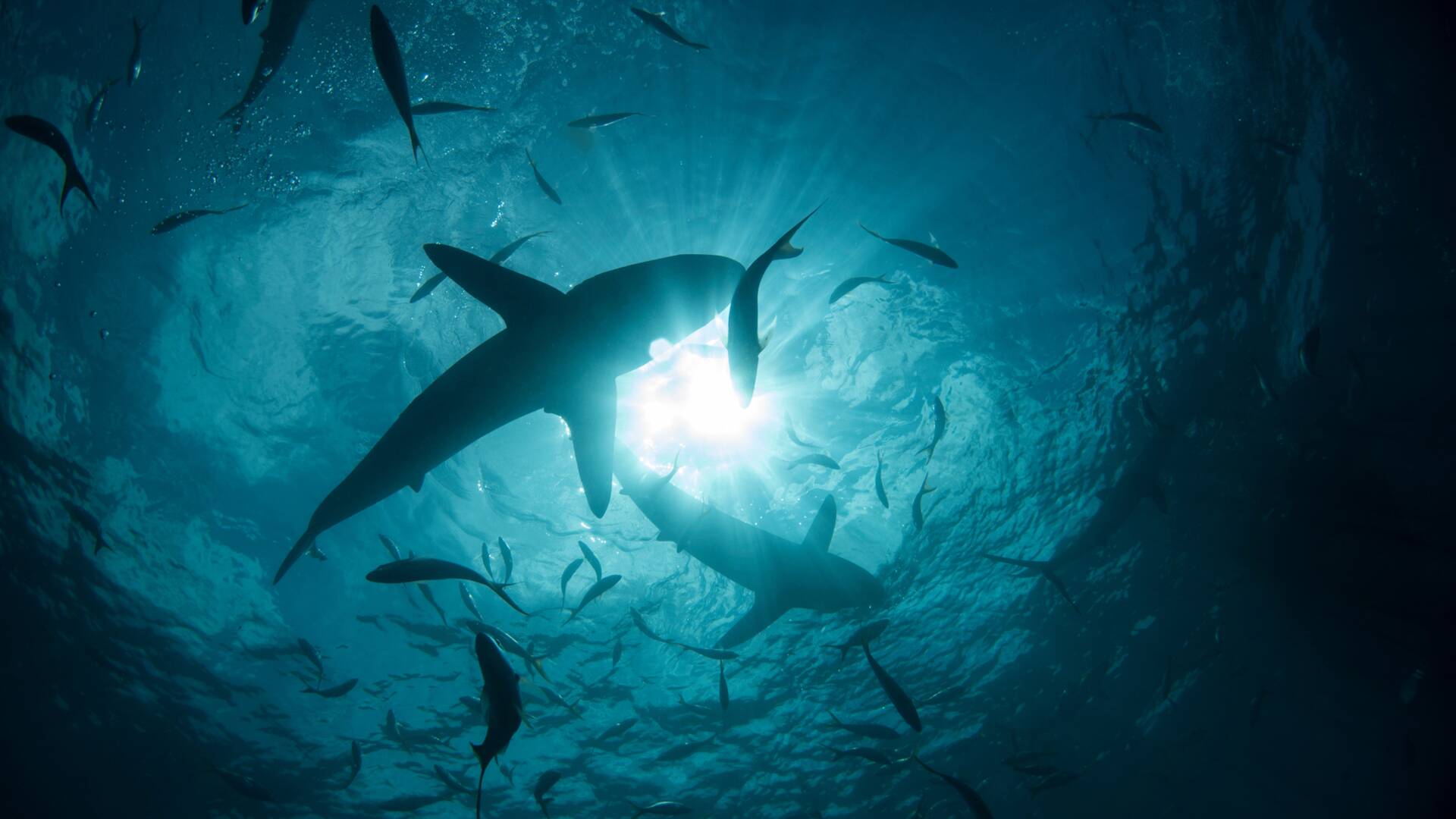 Tiburones: Un dúo letal