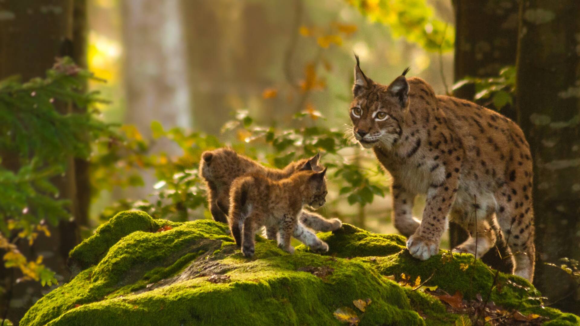 La tierra del lince ibérico