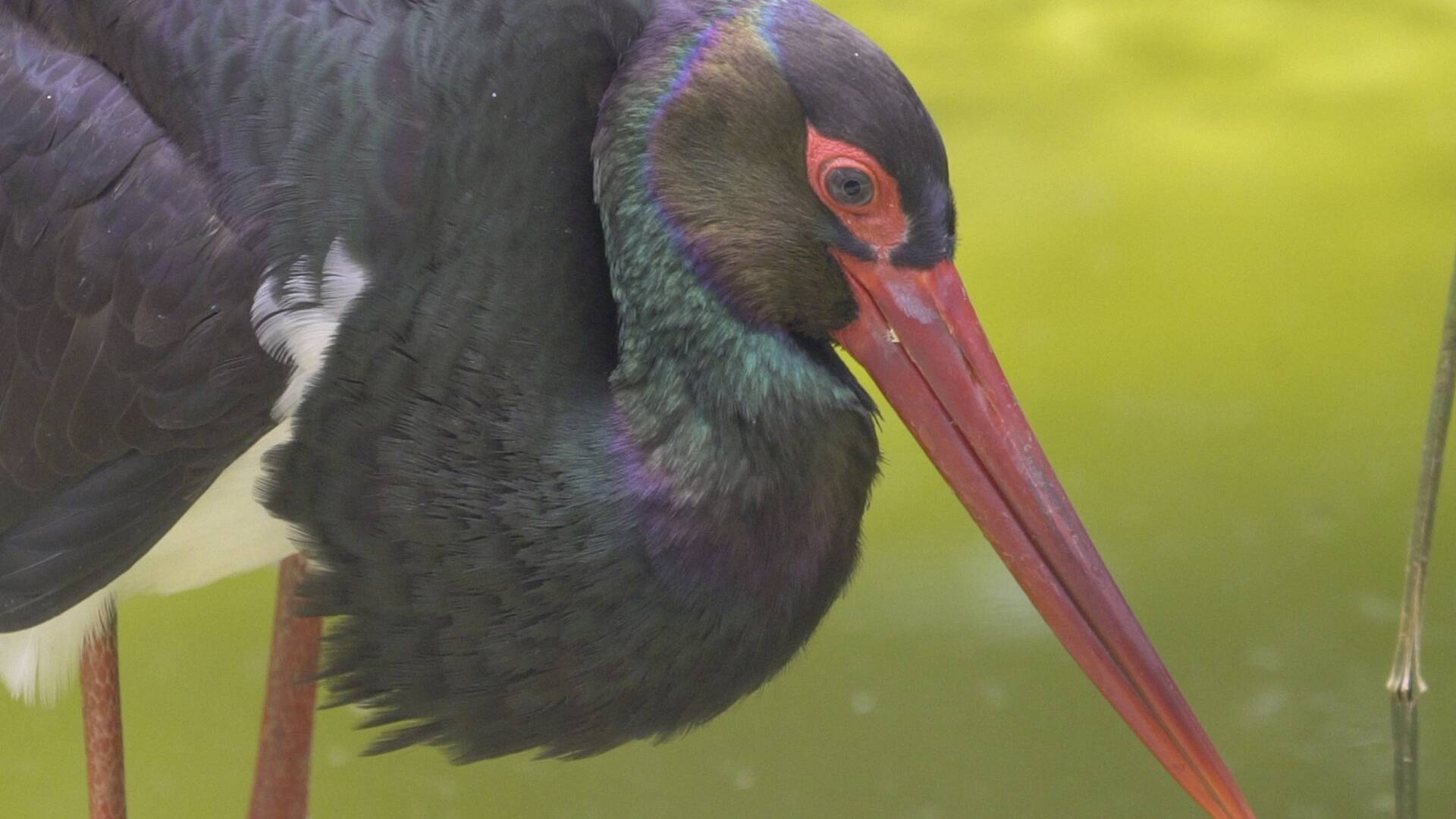 Suerte Ampanera, rebaño de biodiversidad