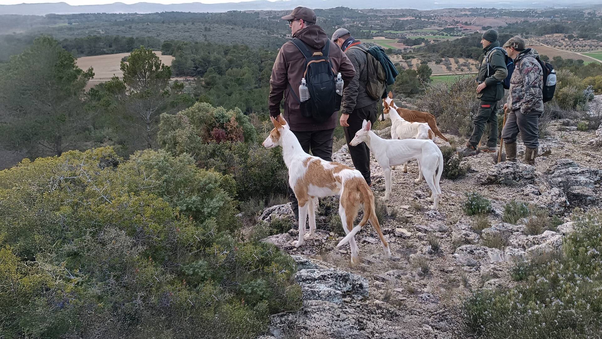 Podenco: todoterreno para la caza