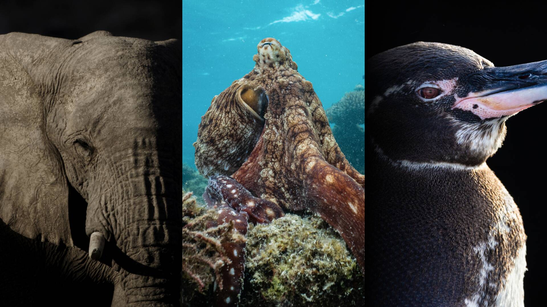 Los secretos de los pingüinos