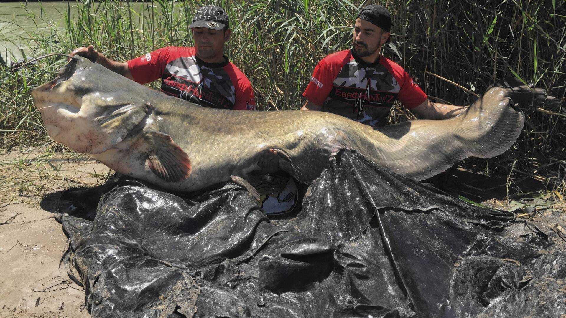 En busca de peces grandes