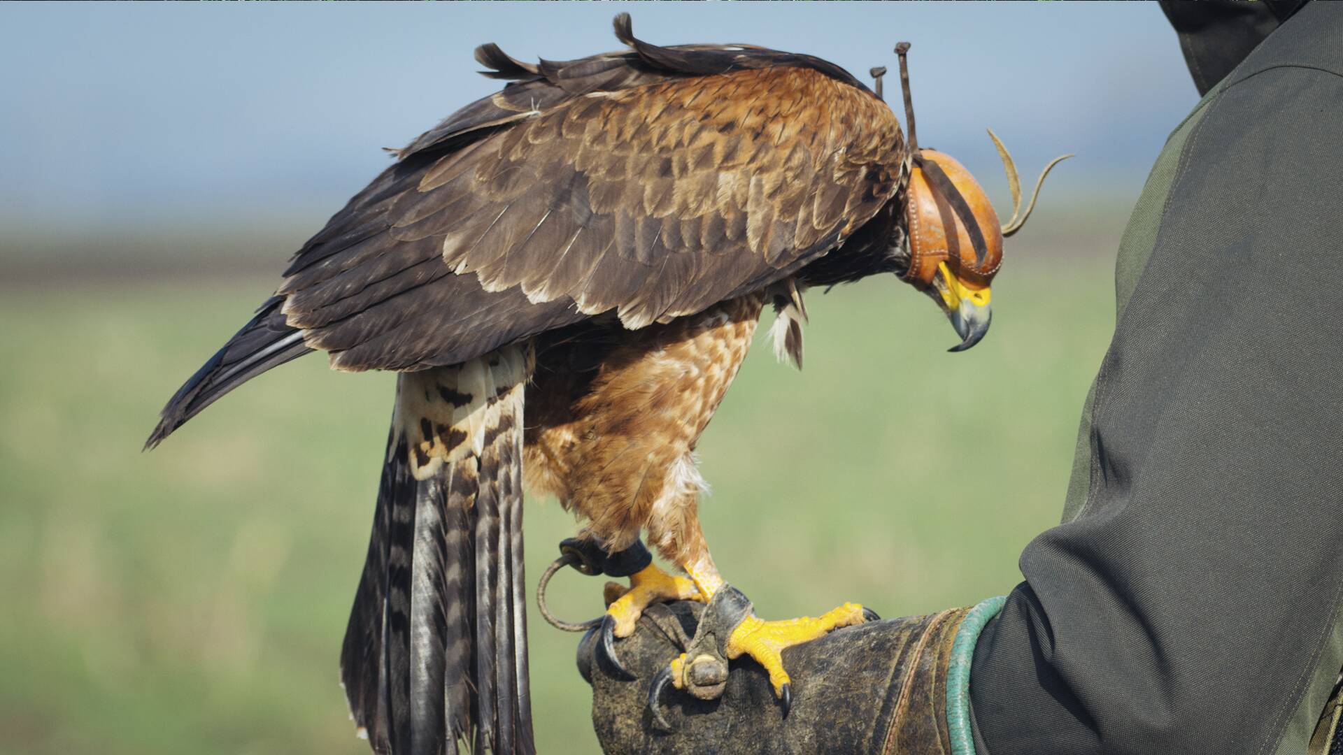 La cetrería:... (T1): Bajo vuelo con Harris
