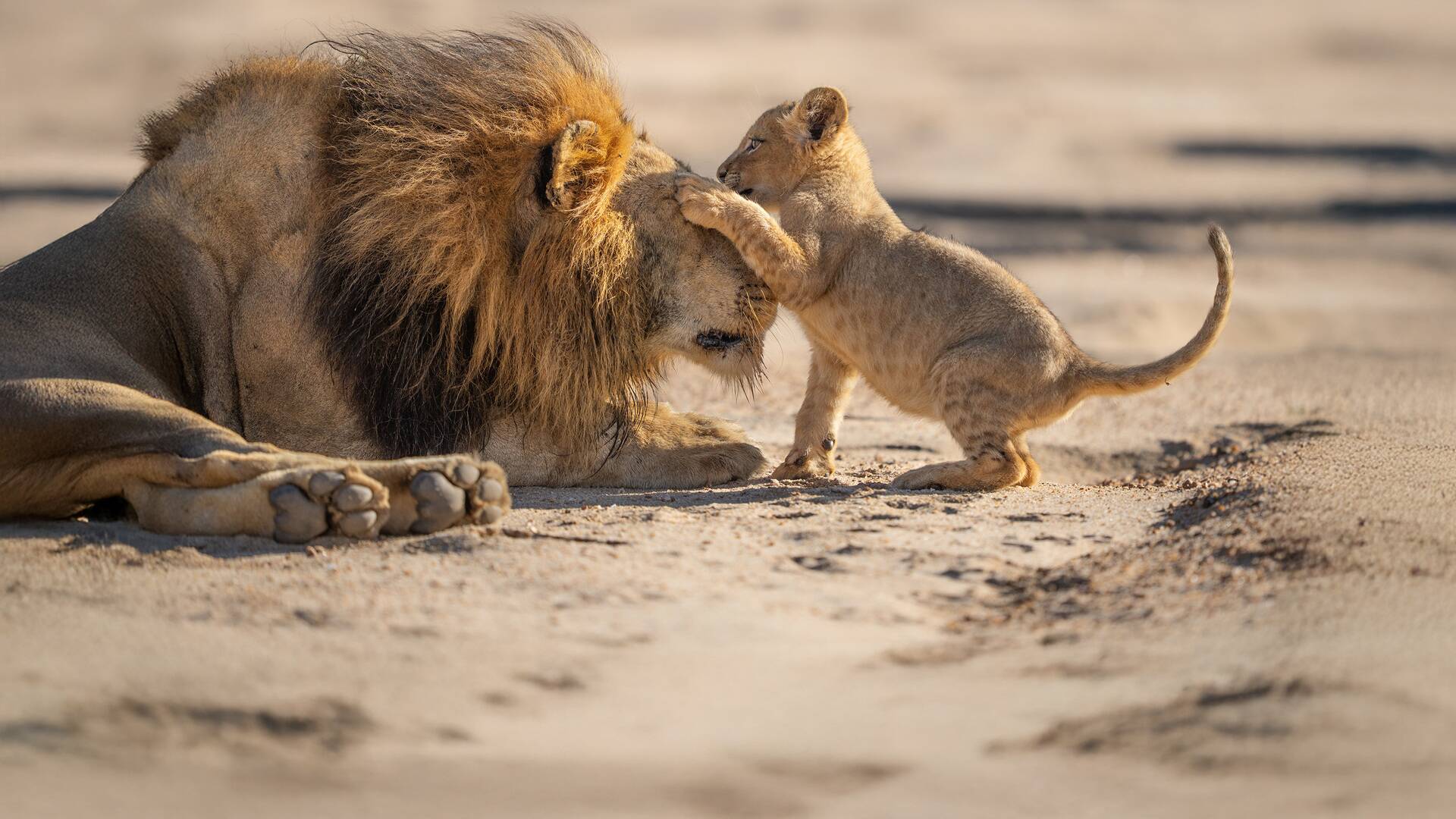 Parenthood