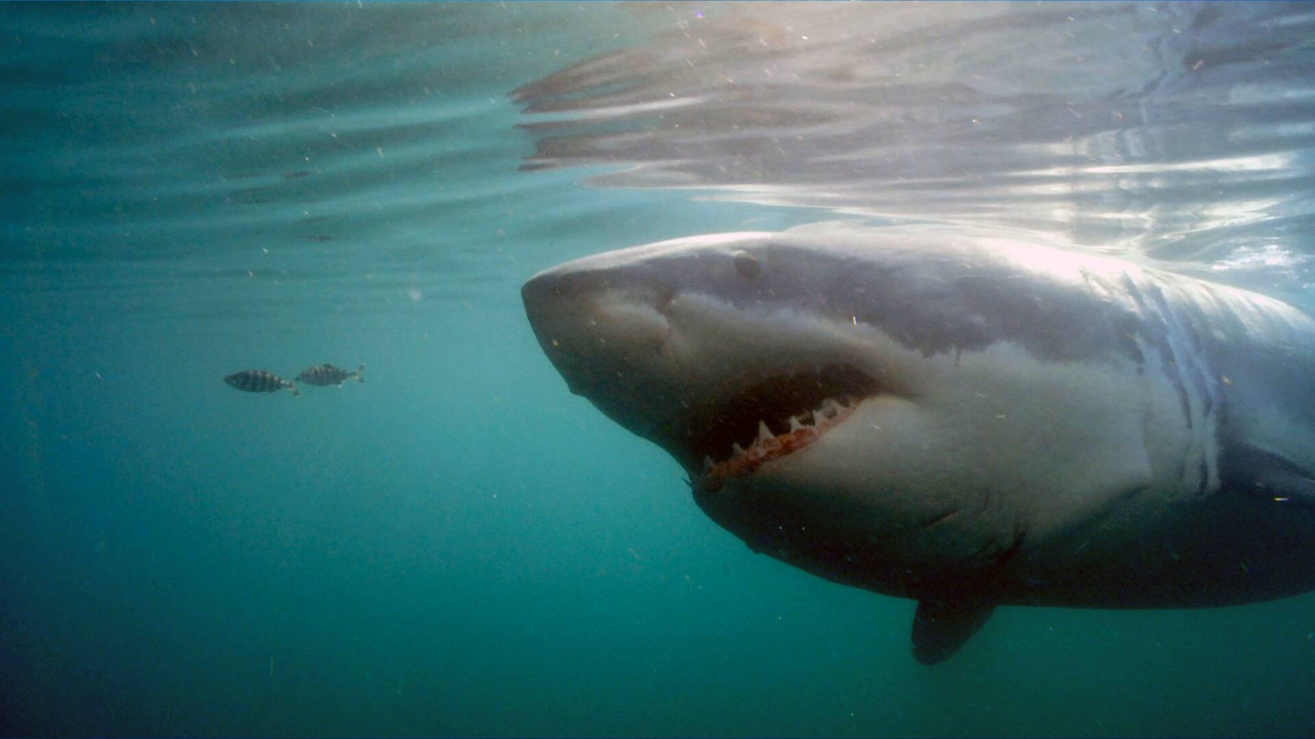 Migraciones de tiburones