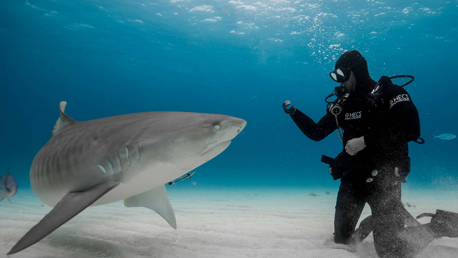 Tiburones: aguas peligrosas