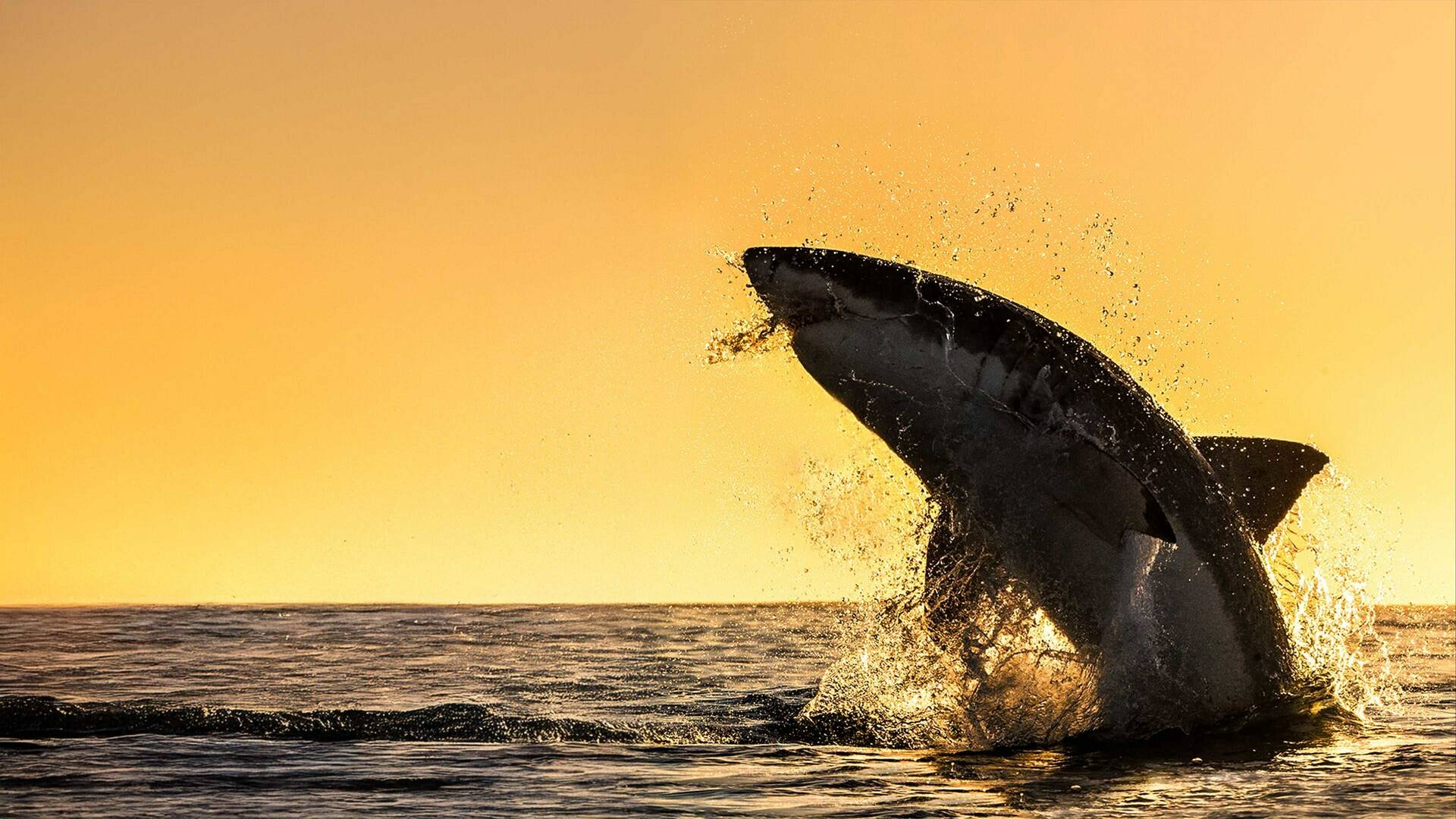 Shark week: lo mejor del año