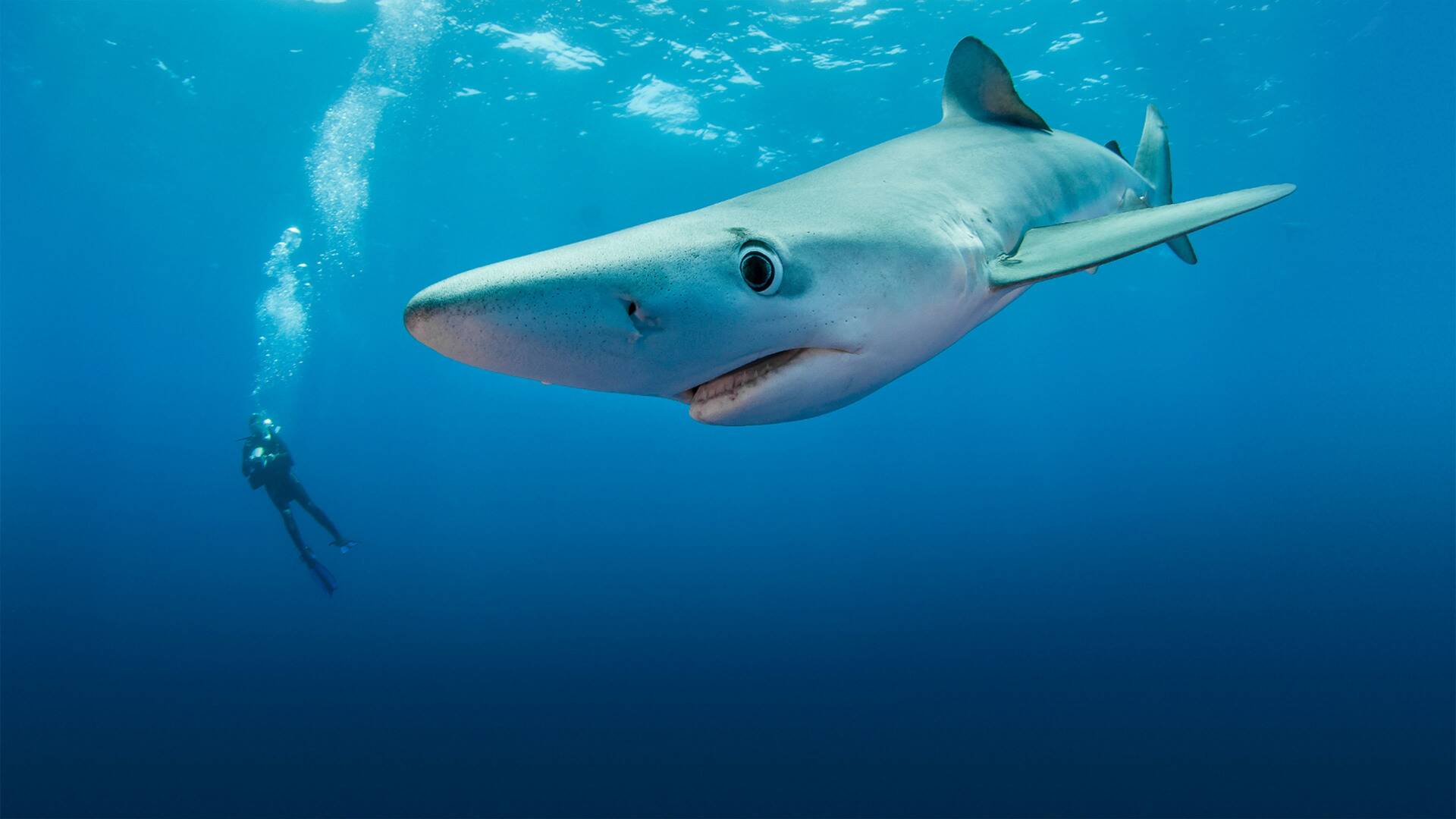 Tiburones.com 3