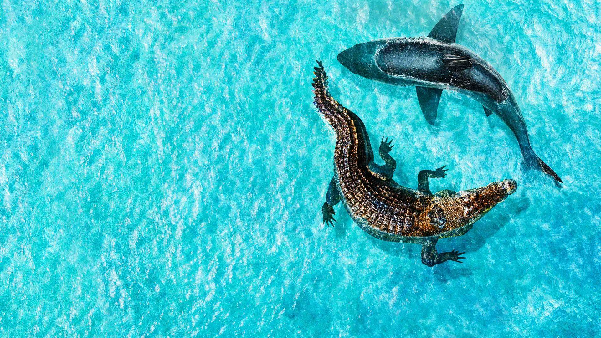 Tiburón vs. mega cocodrilo