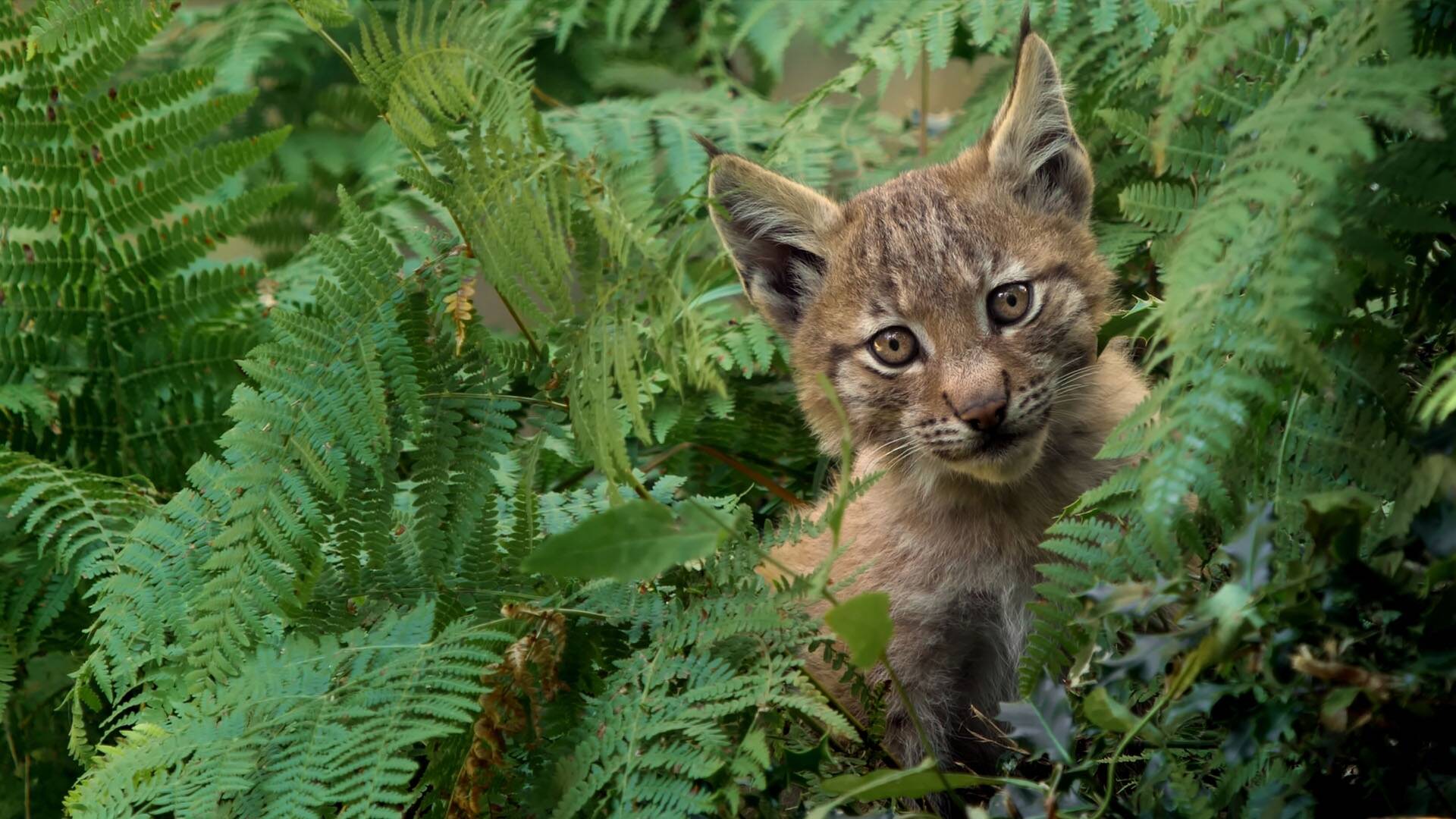 Lincessa. Los silencios del bosque