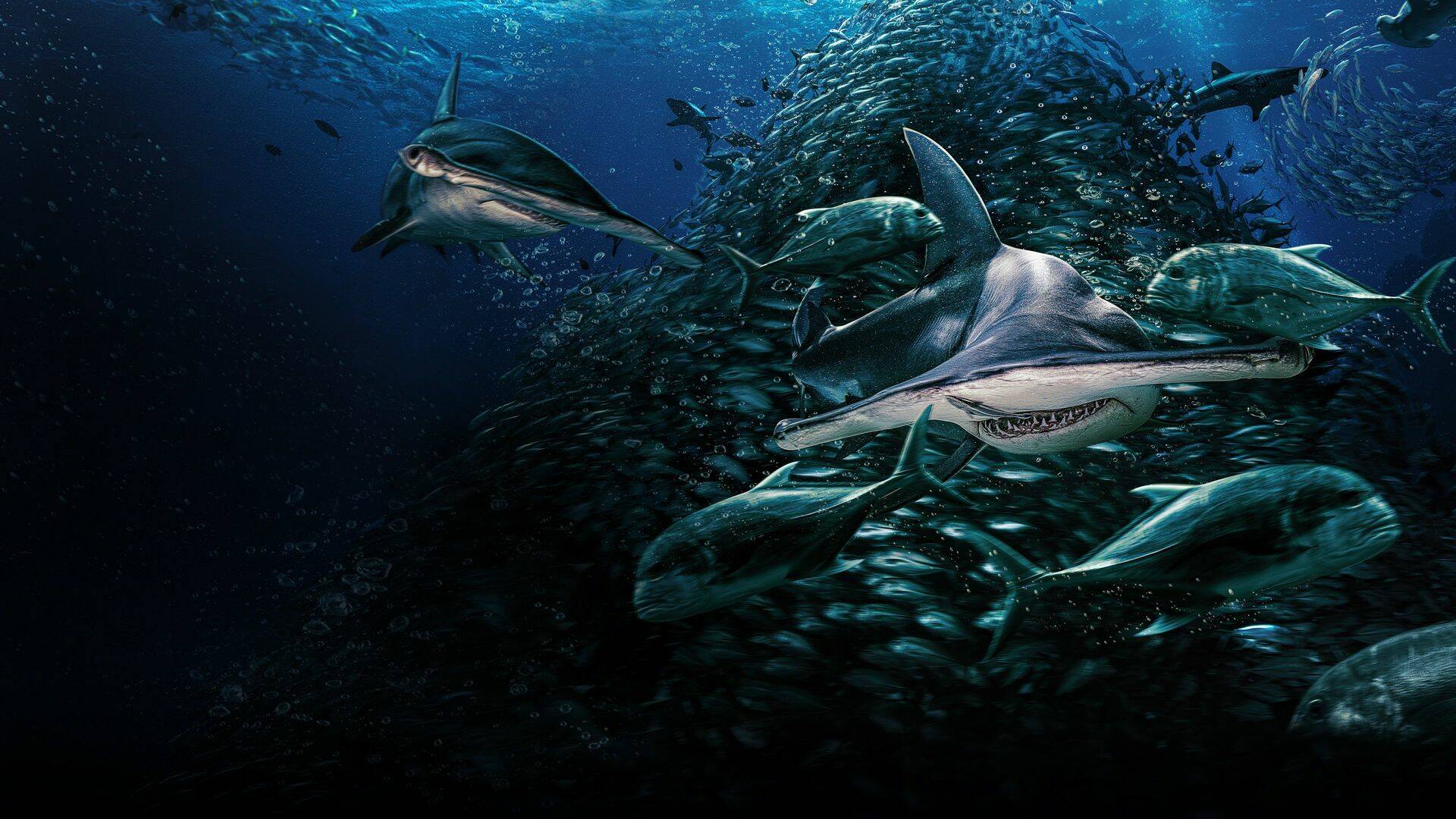 Tiburones: aguas contaminadas