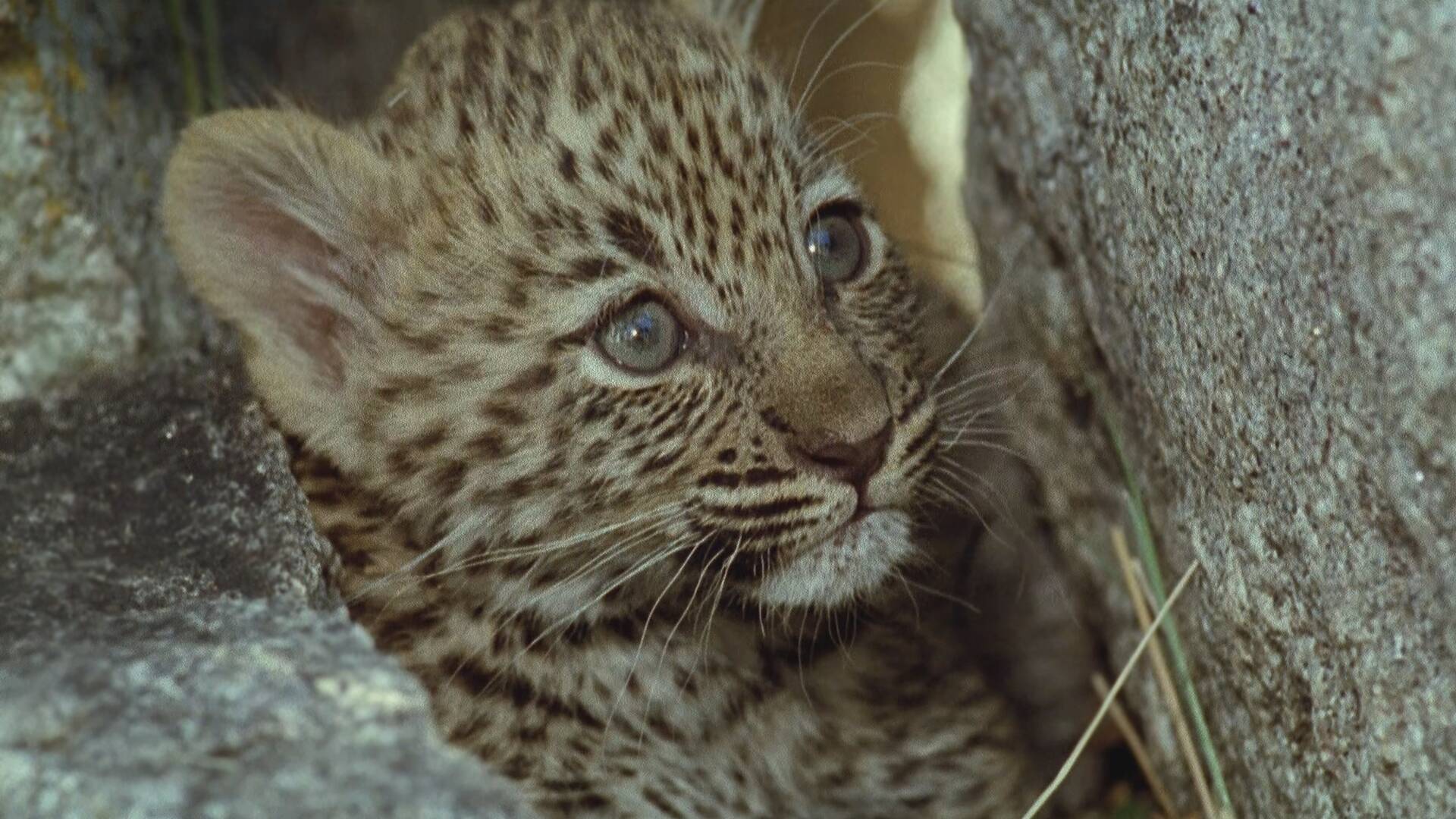 Nacidos para la libertad